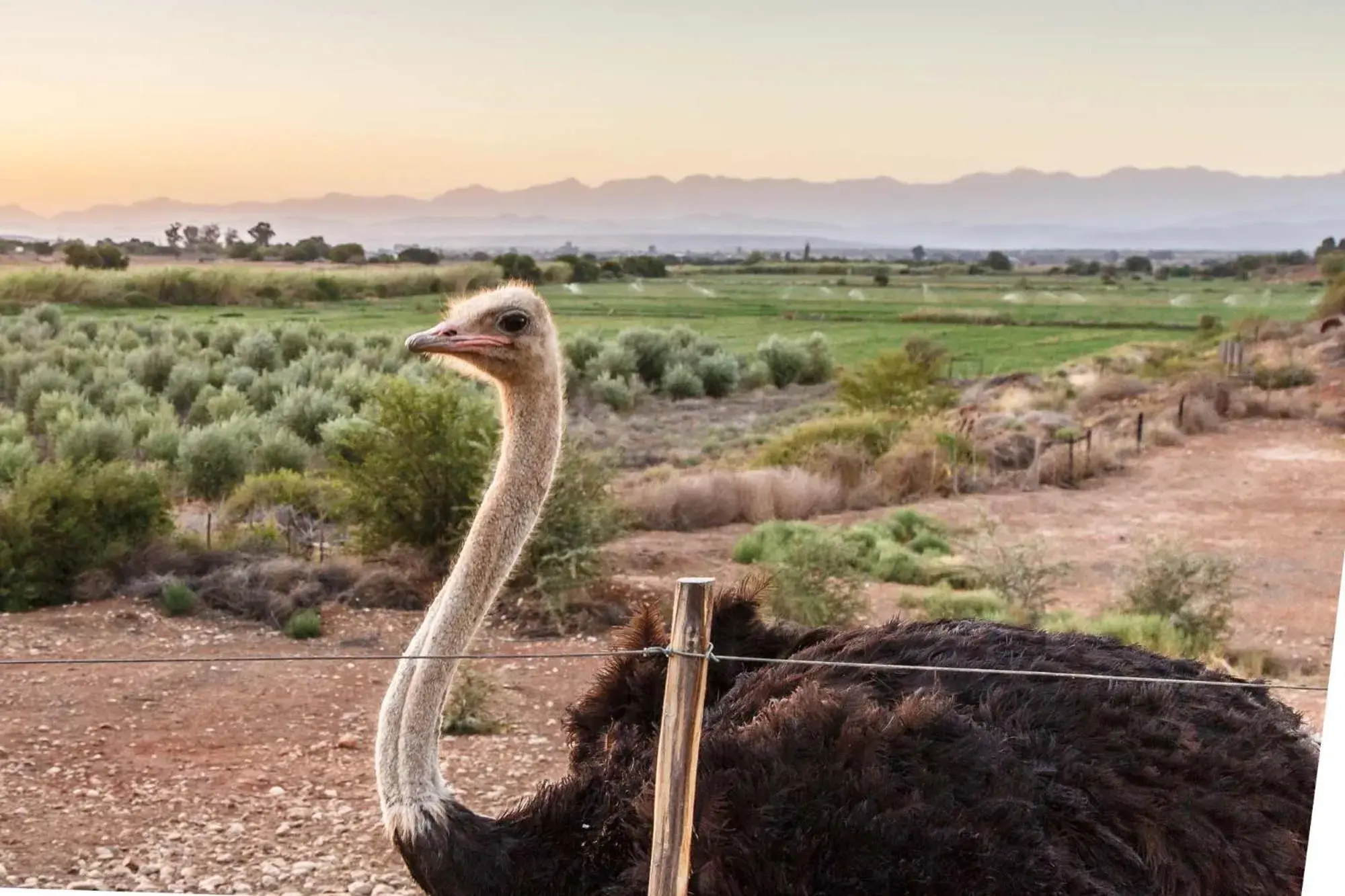 Other Animals in De Denne Country Guest House