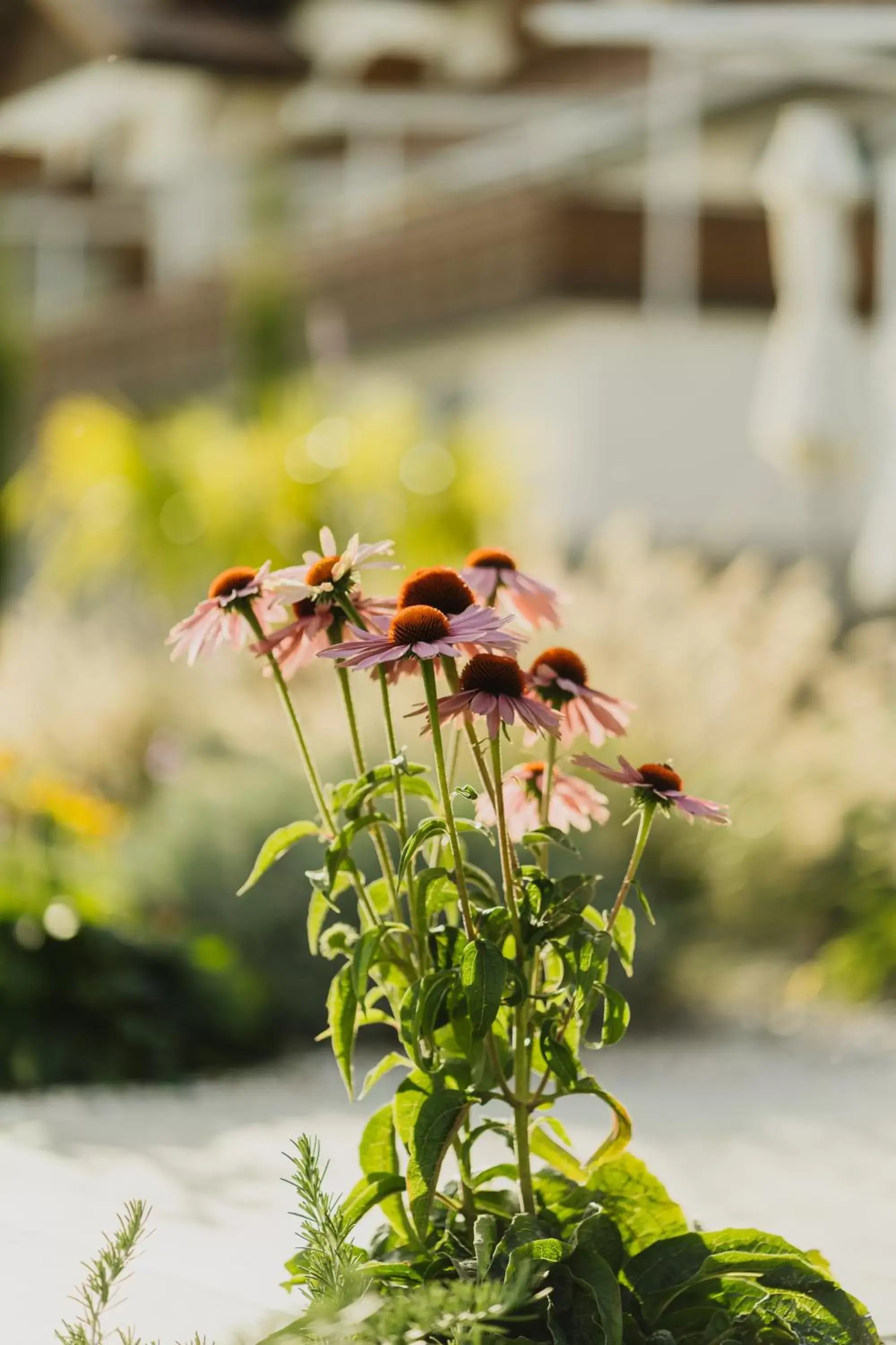 Garden in Hotel Der Heinrichshof