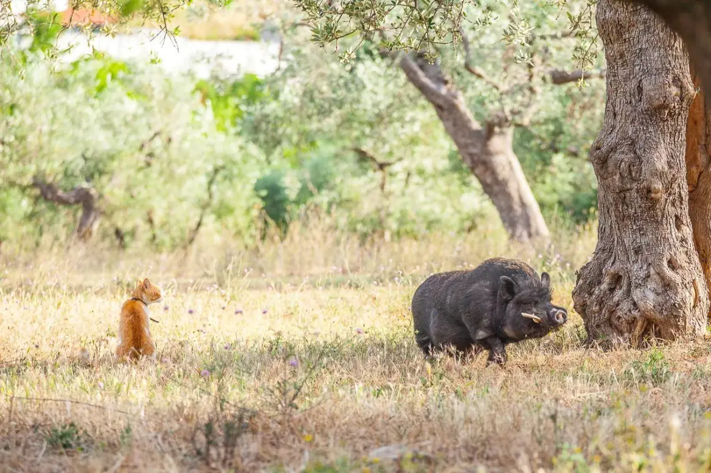 Animals, Other Animals in Il Gallo Con Gli Stivali