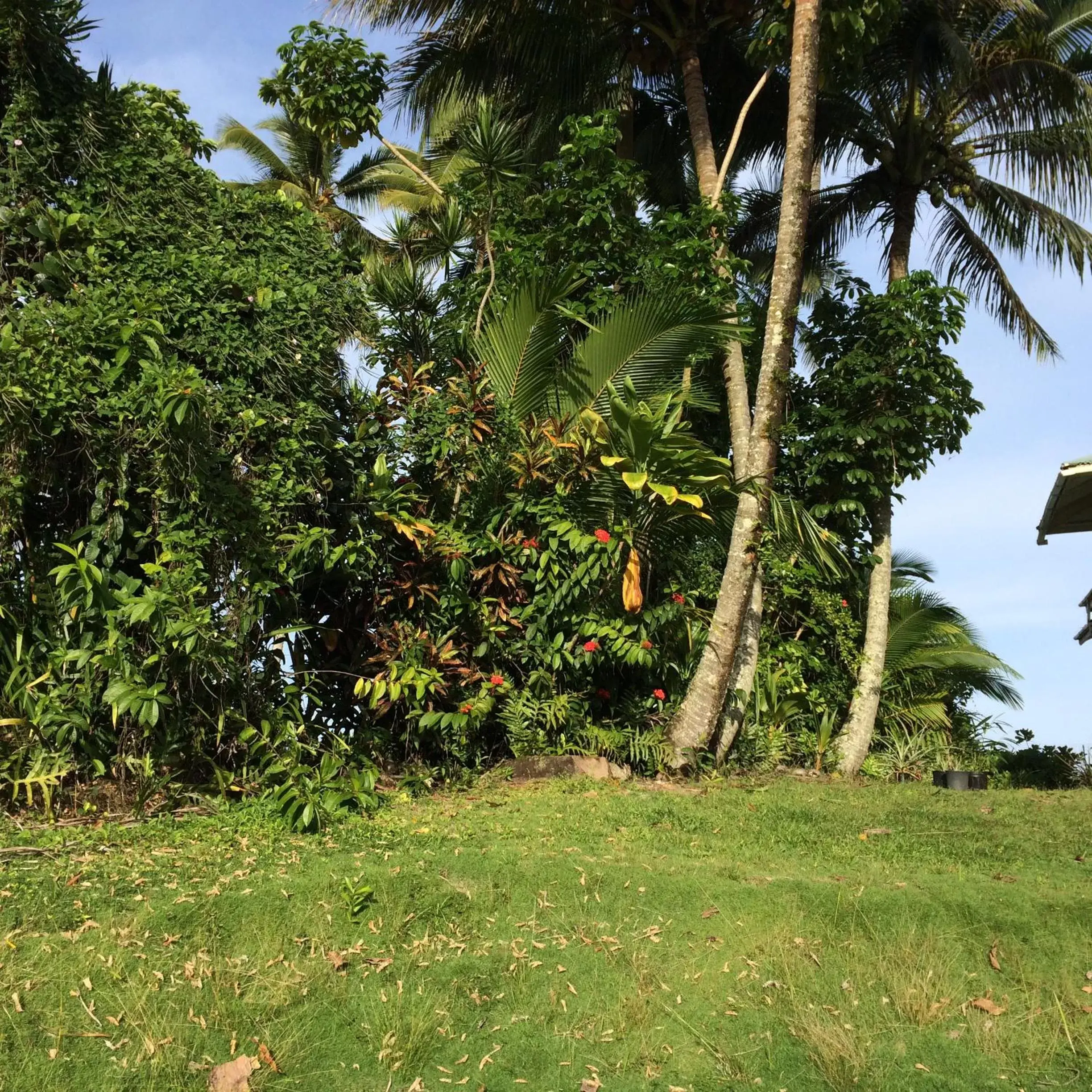 Garden in Hilo Bay Oceanfront Bed and Breakfast