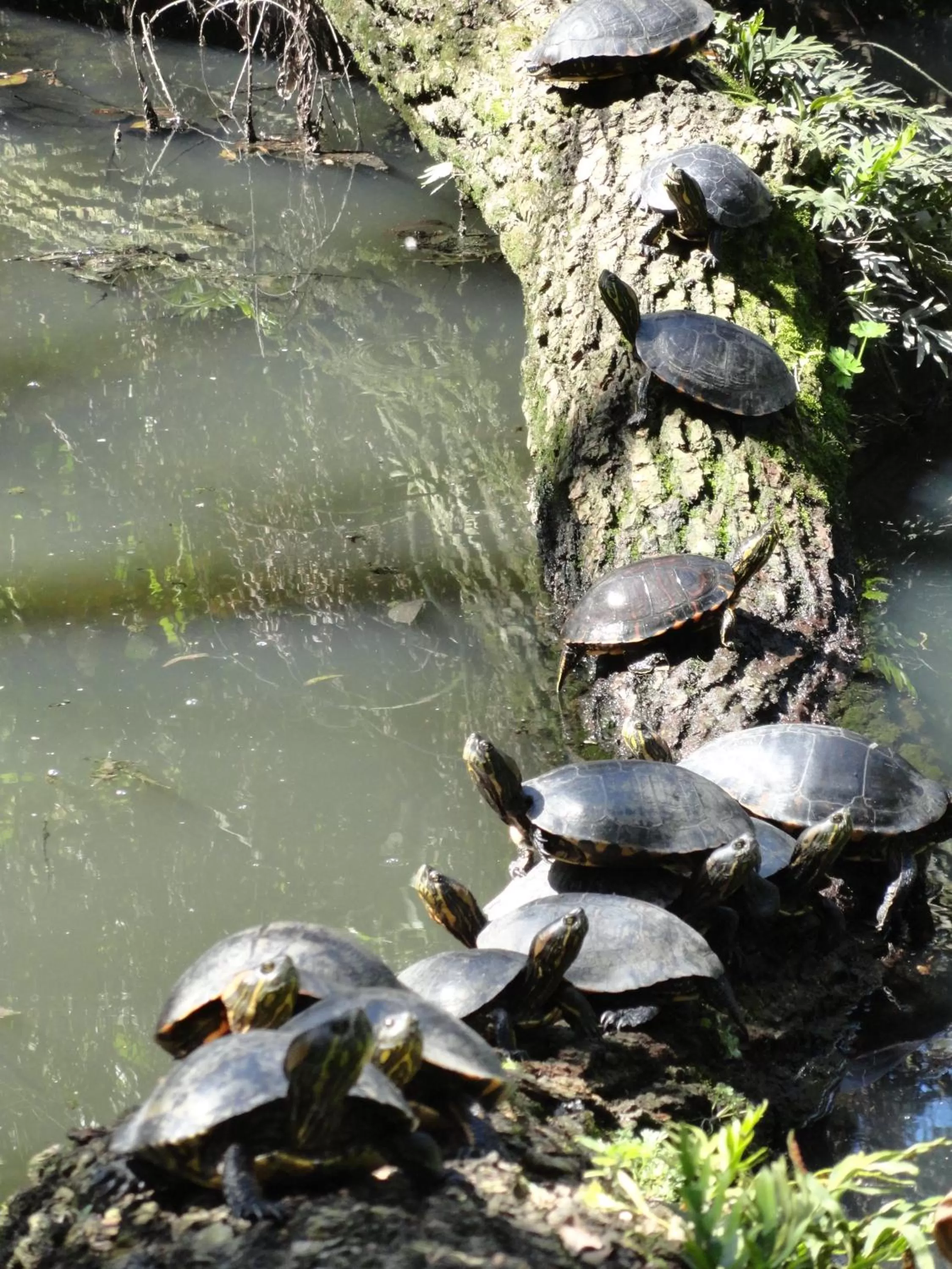 Garden in Charqueada Santa Rita Pousada de Charme