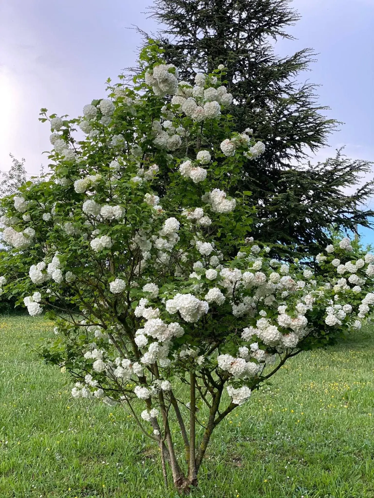 Garden in Manoir du Bouyssou