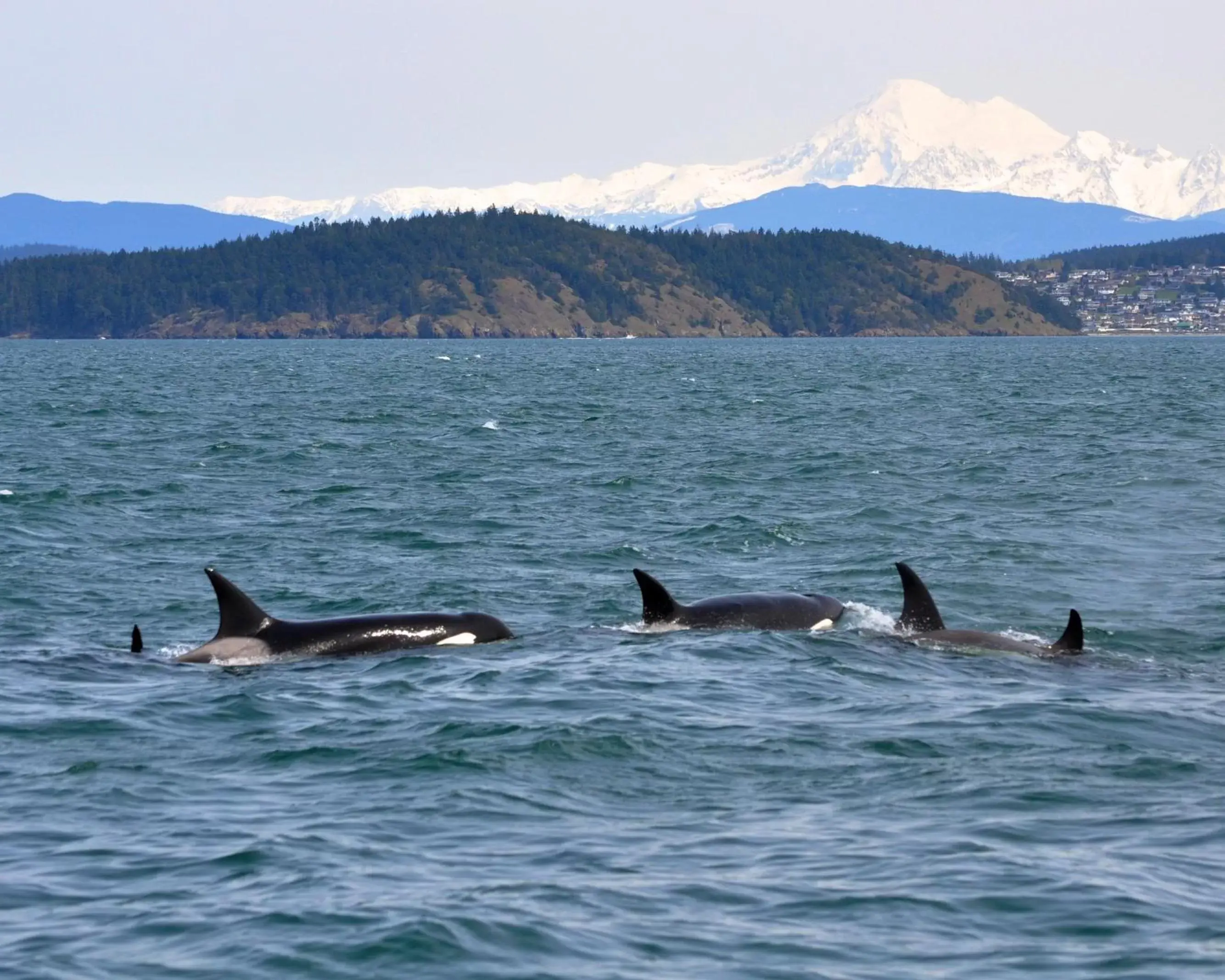 Other, Other Animals in Swinomish Casino & Lodge