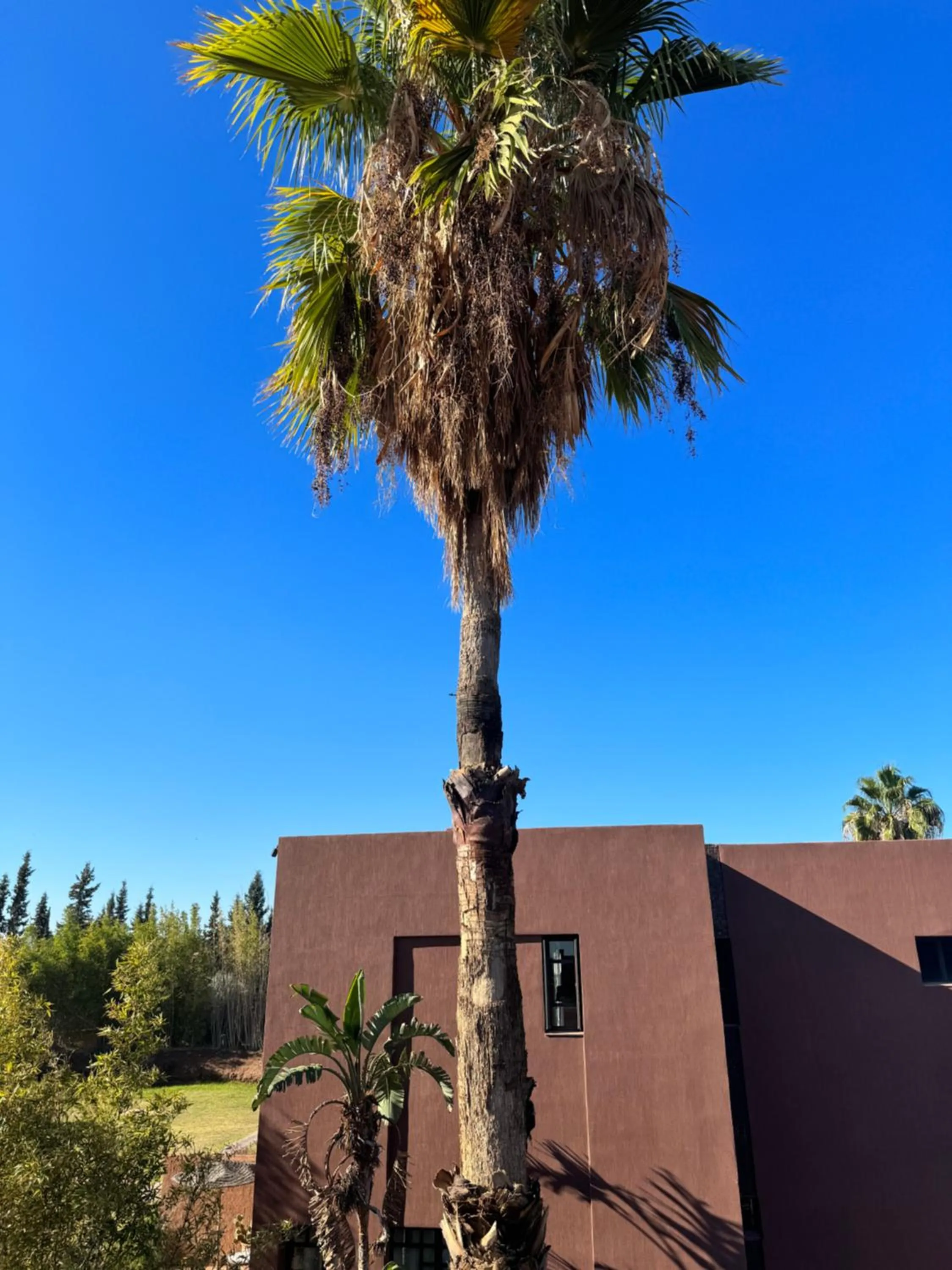 Garden view in Fellah Hotel