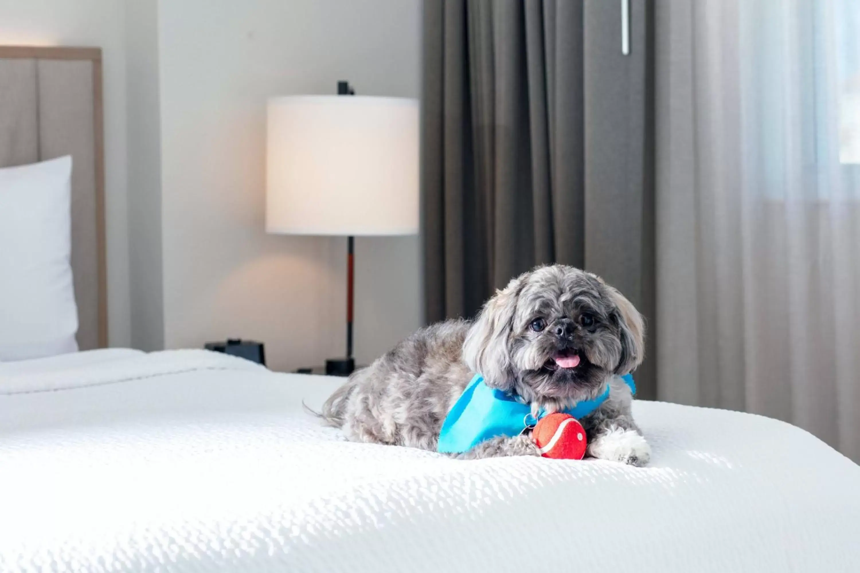 Other, Pets in Residence Inn by Marriott Miami Aventura Mall