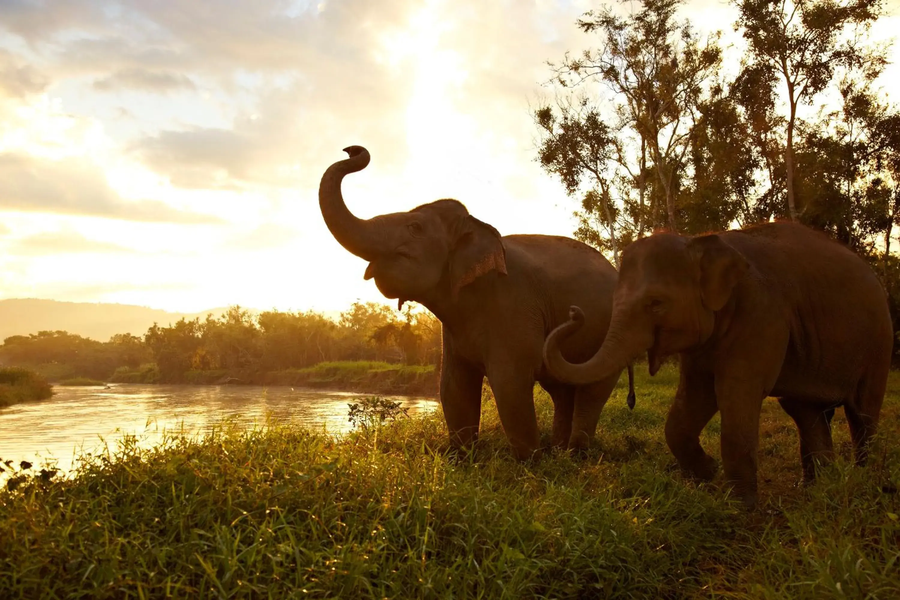 Other Animals in Anantara Golden Triangle Elephant Camp & Resort