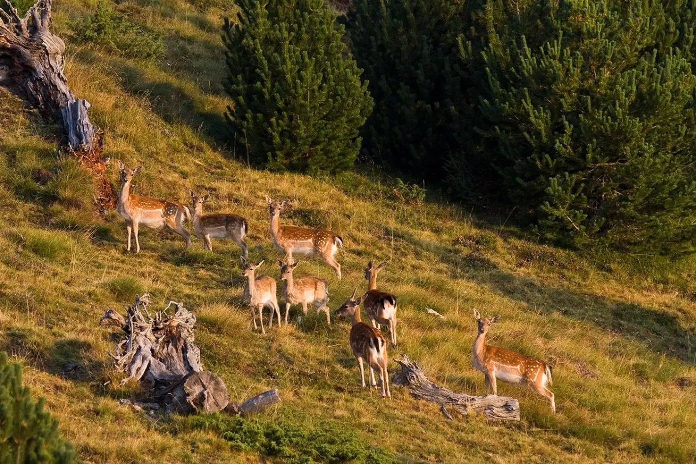 Natural landscape in Hotel Restaurant Les Brases