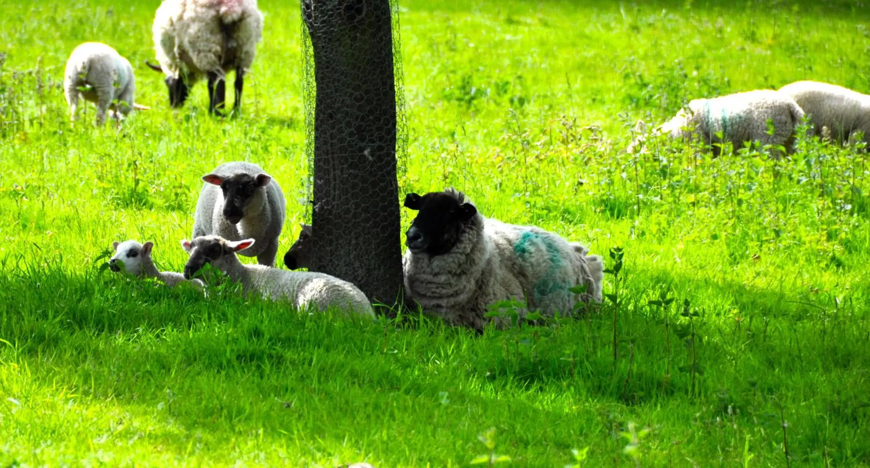 Animals, Other Animals in The Angel Inn Hotel