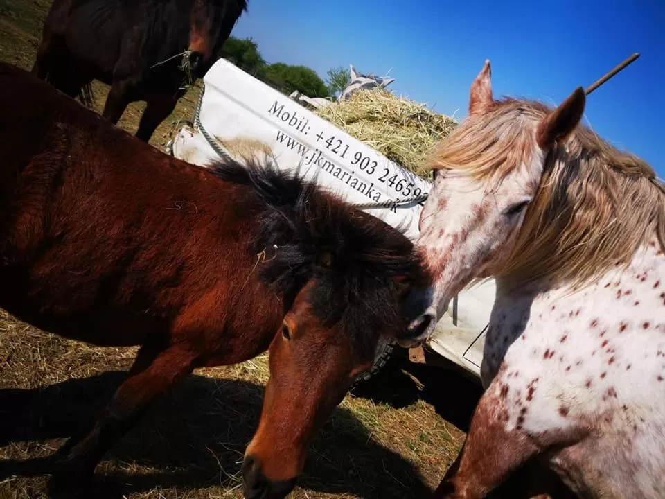 Horse-riding, Pets in Spa & Pool Apartment Hotel - Restaurant VILLA IVICA