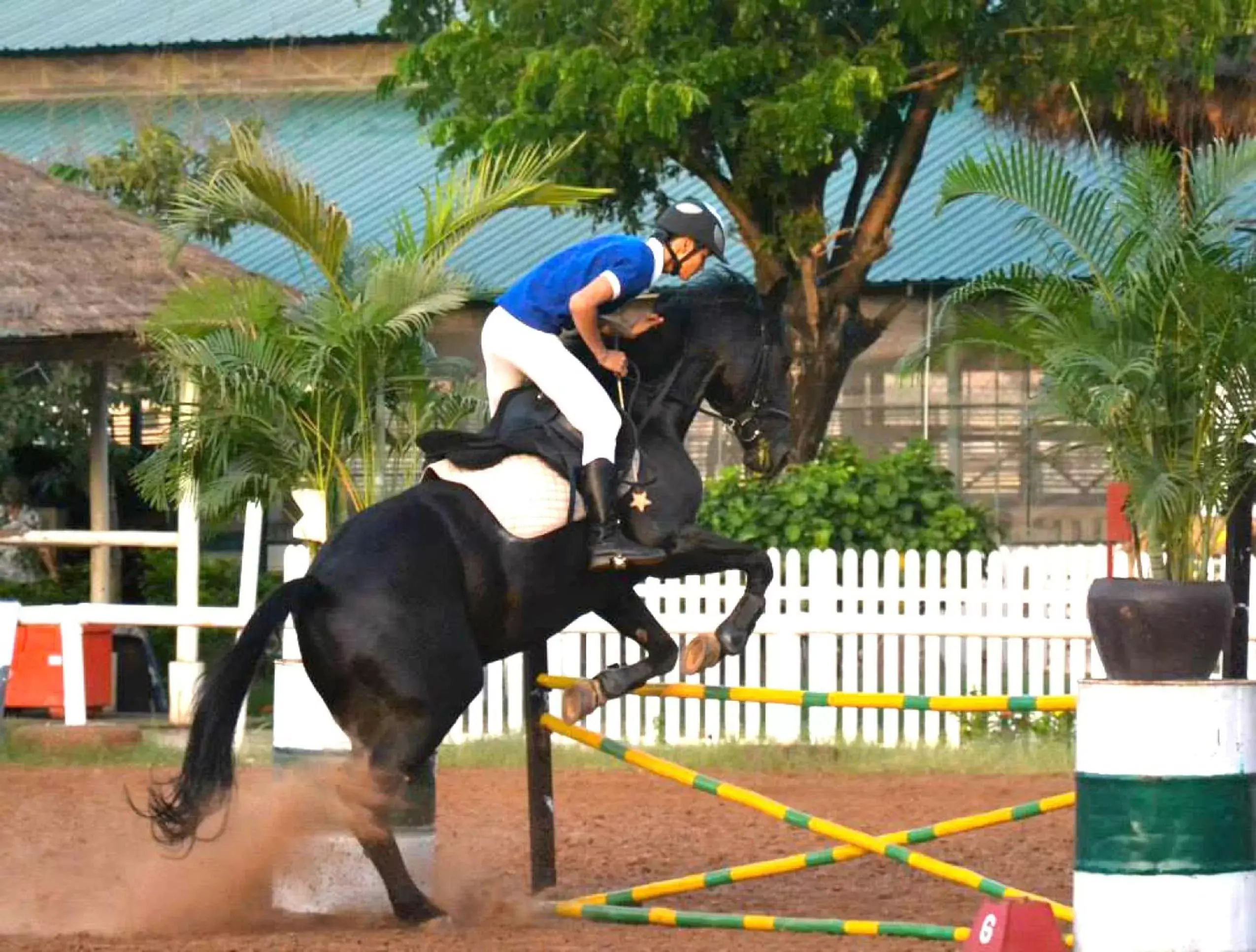 Horse-riding, Other Animals in Cambodian Country Club