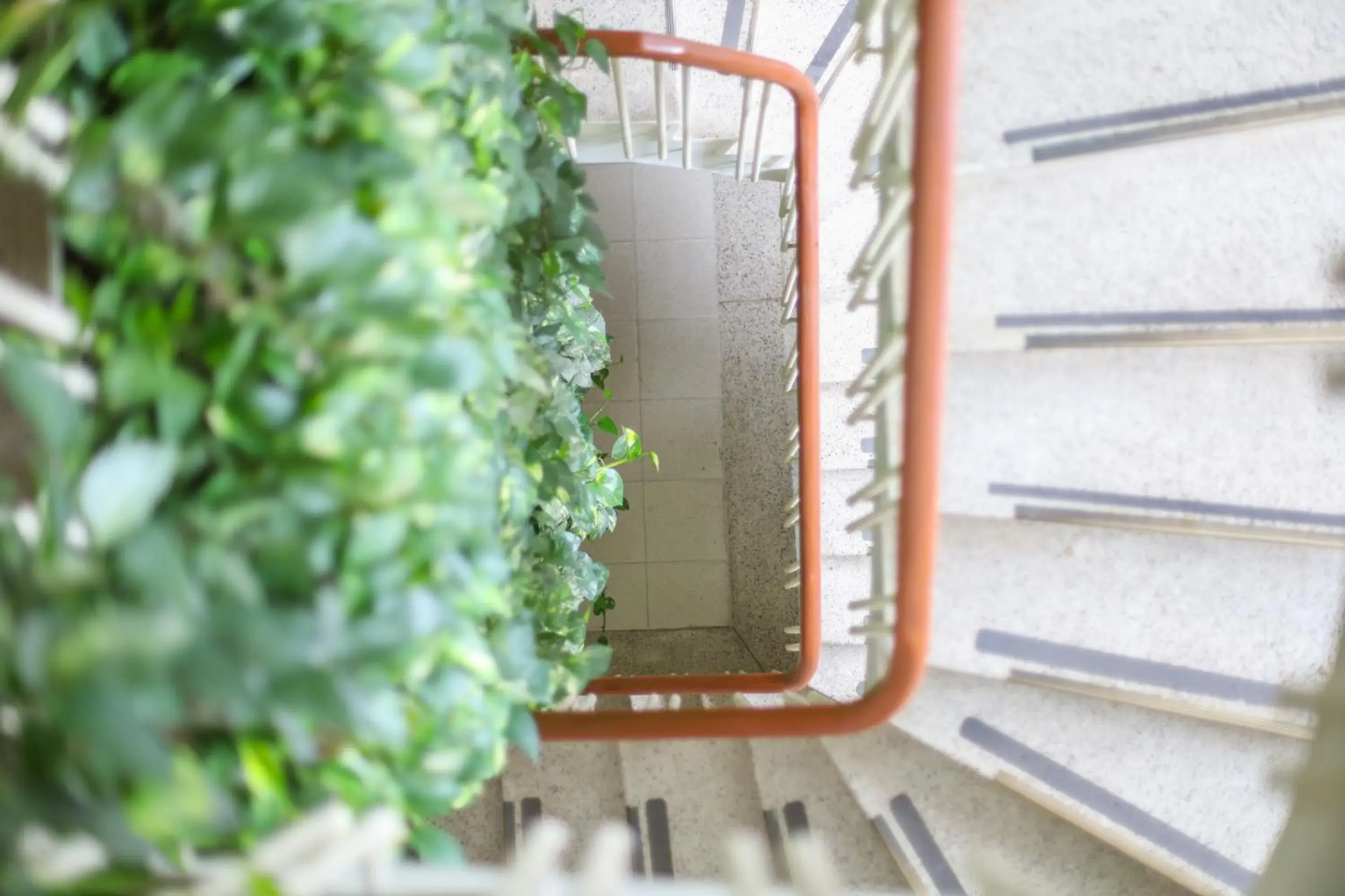 Garden in Hotel San Carlos