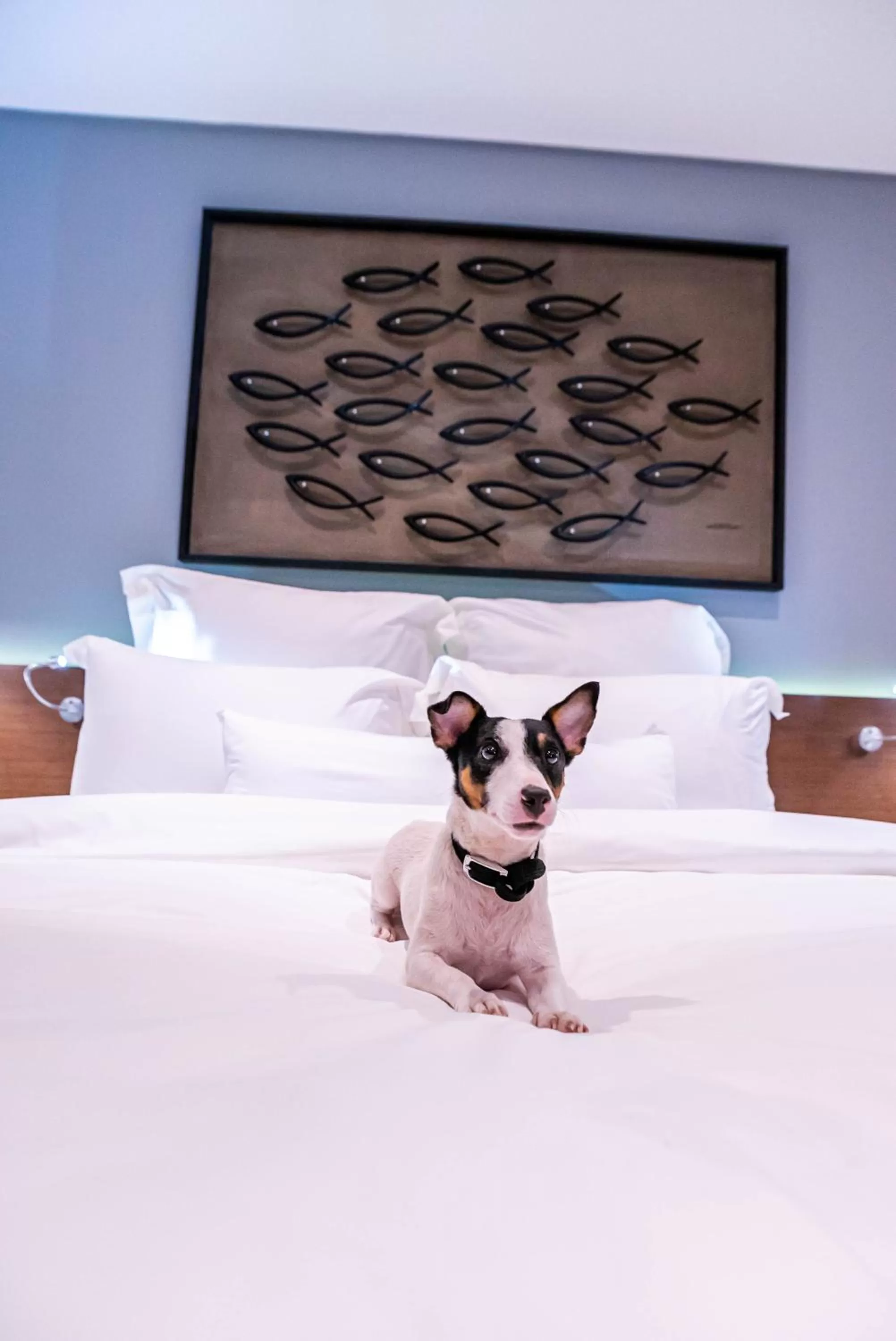 Pets, Bed in Coro Hotel