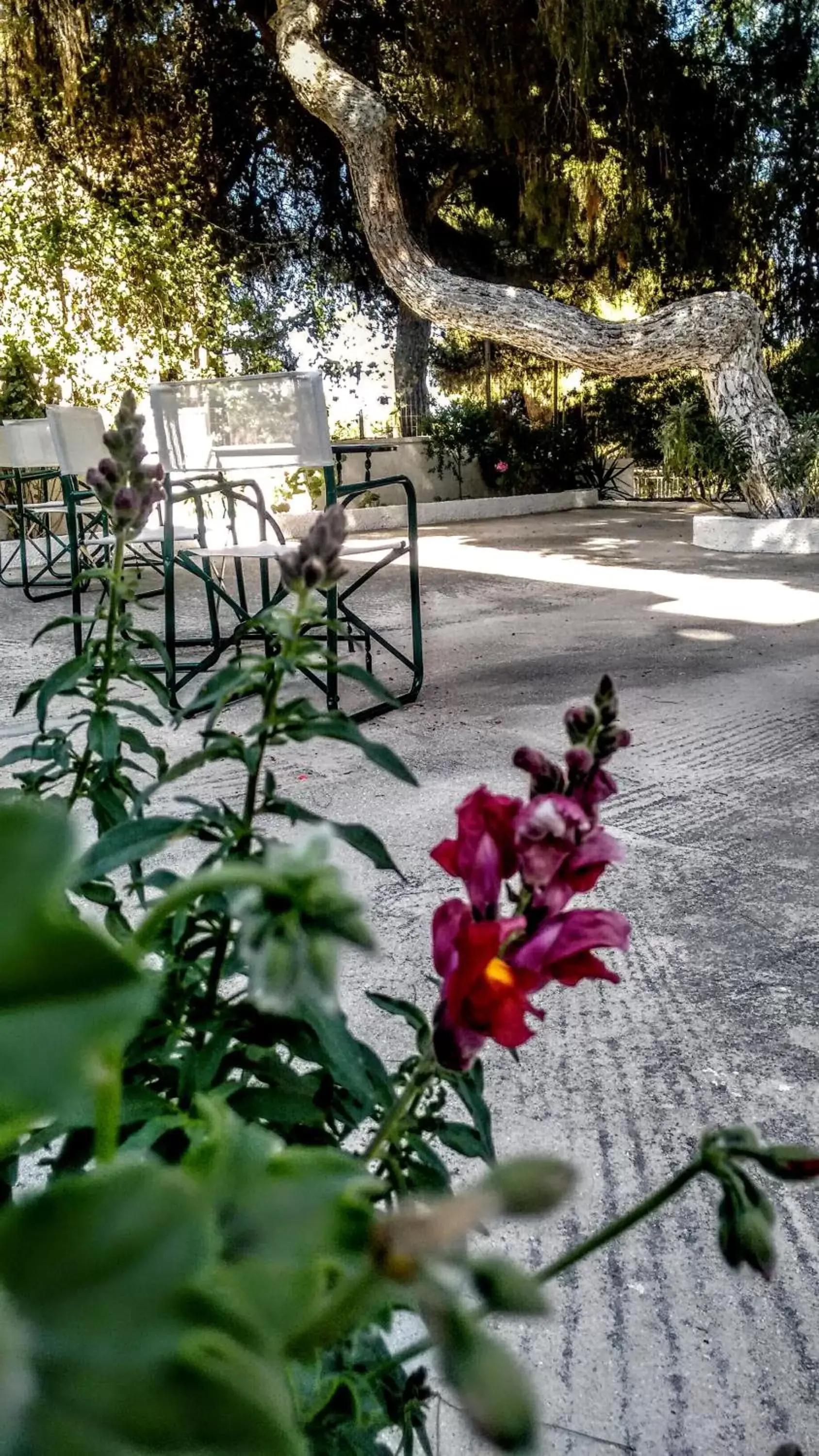 Garden in Pefkides Aegina Boutique Apartments