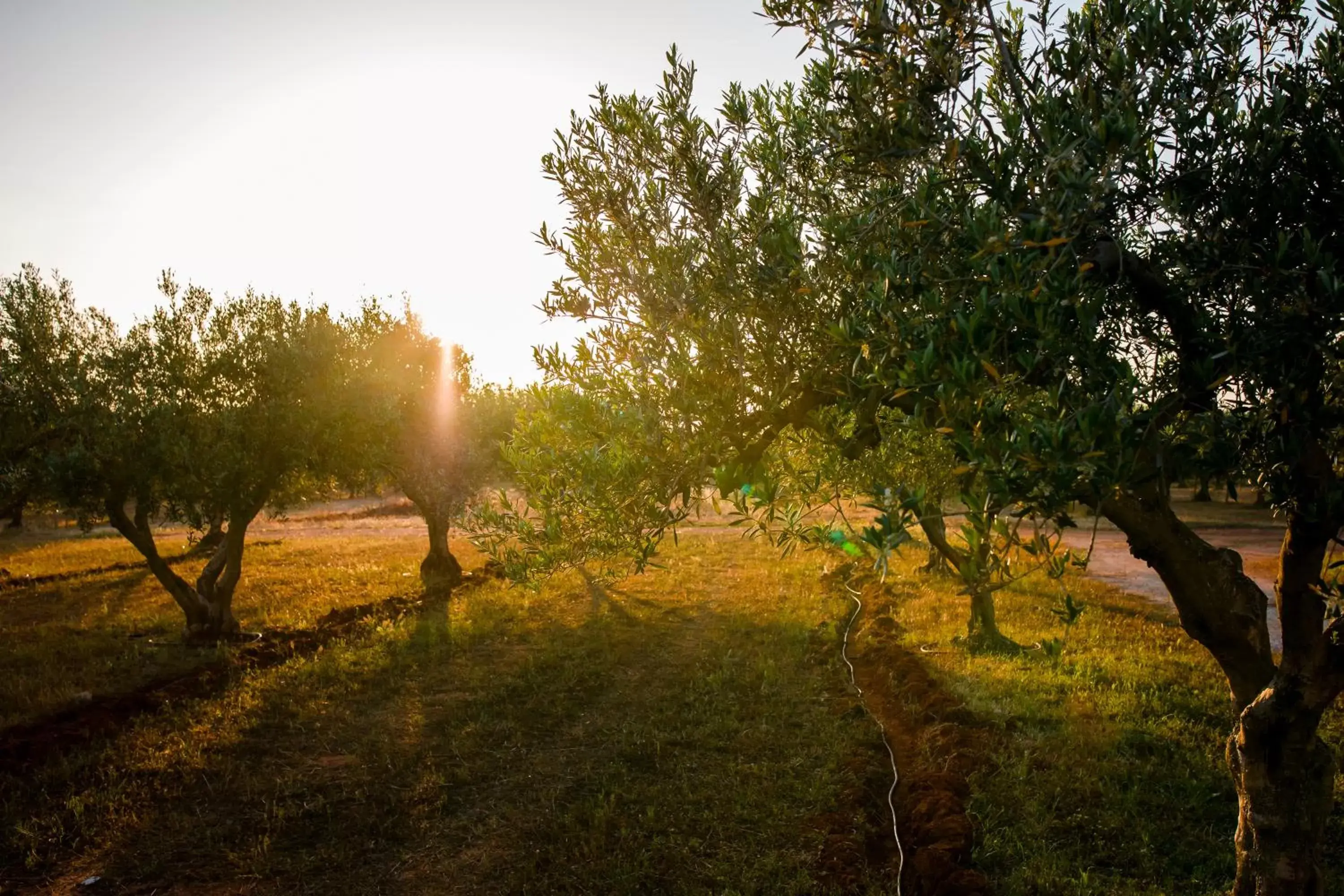 Natural landscape, Garden in Baglio Custera