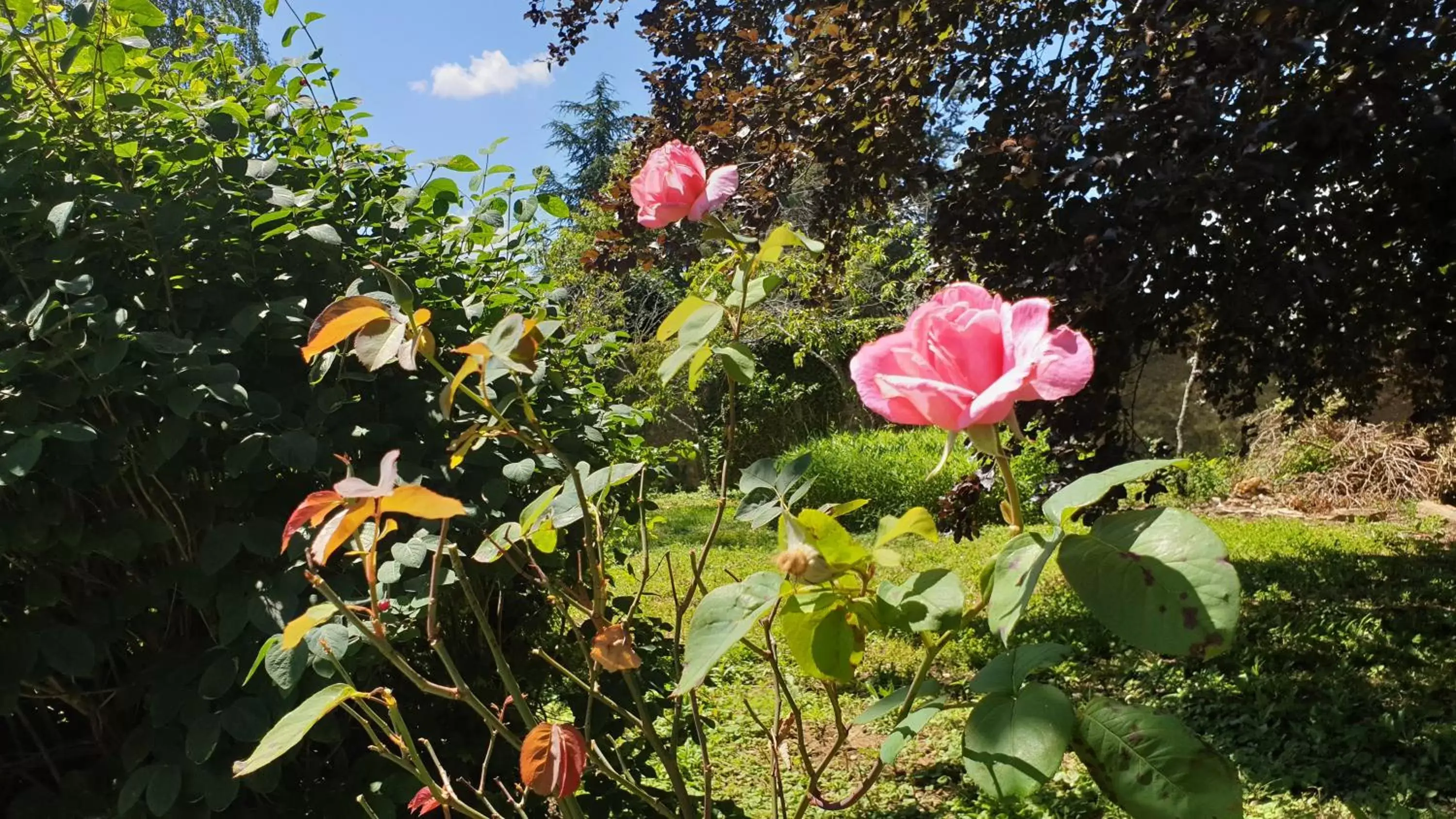 Garden in De passage chez Lili