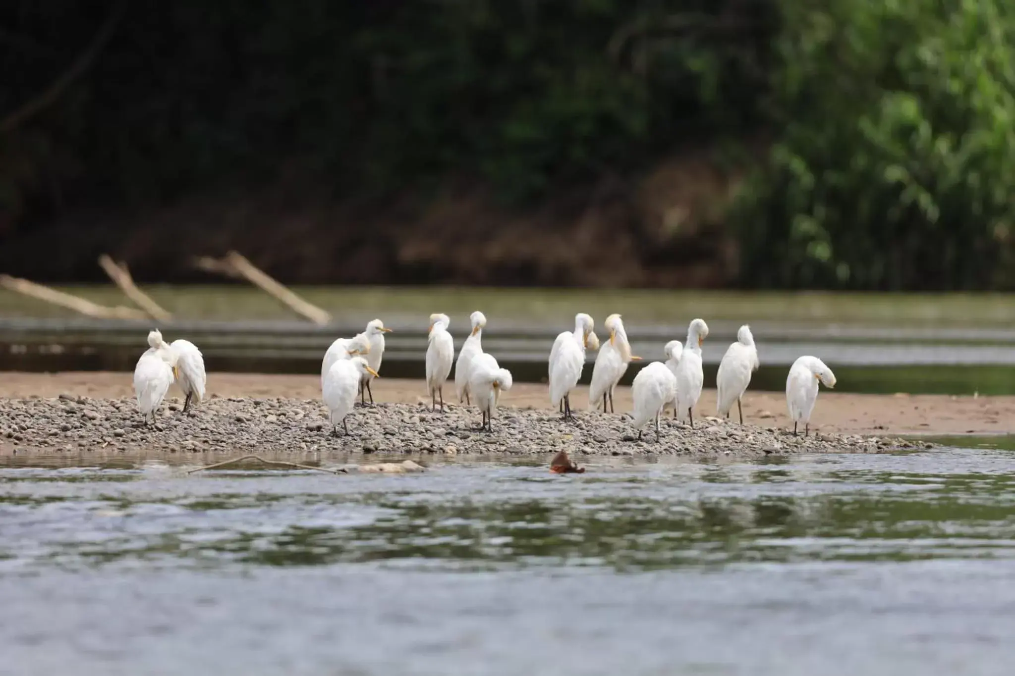 Other Animals in Iguanitas Lodge