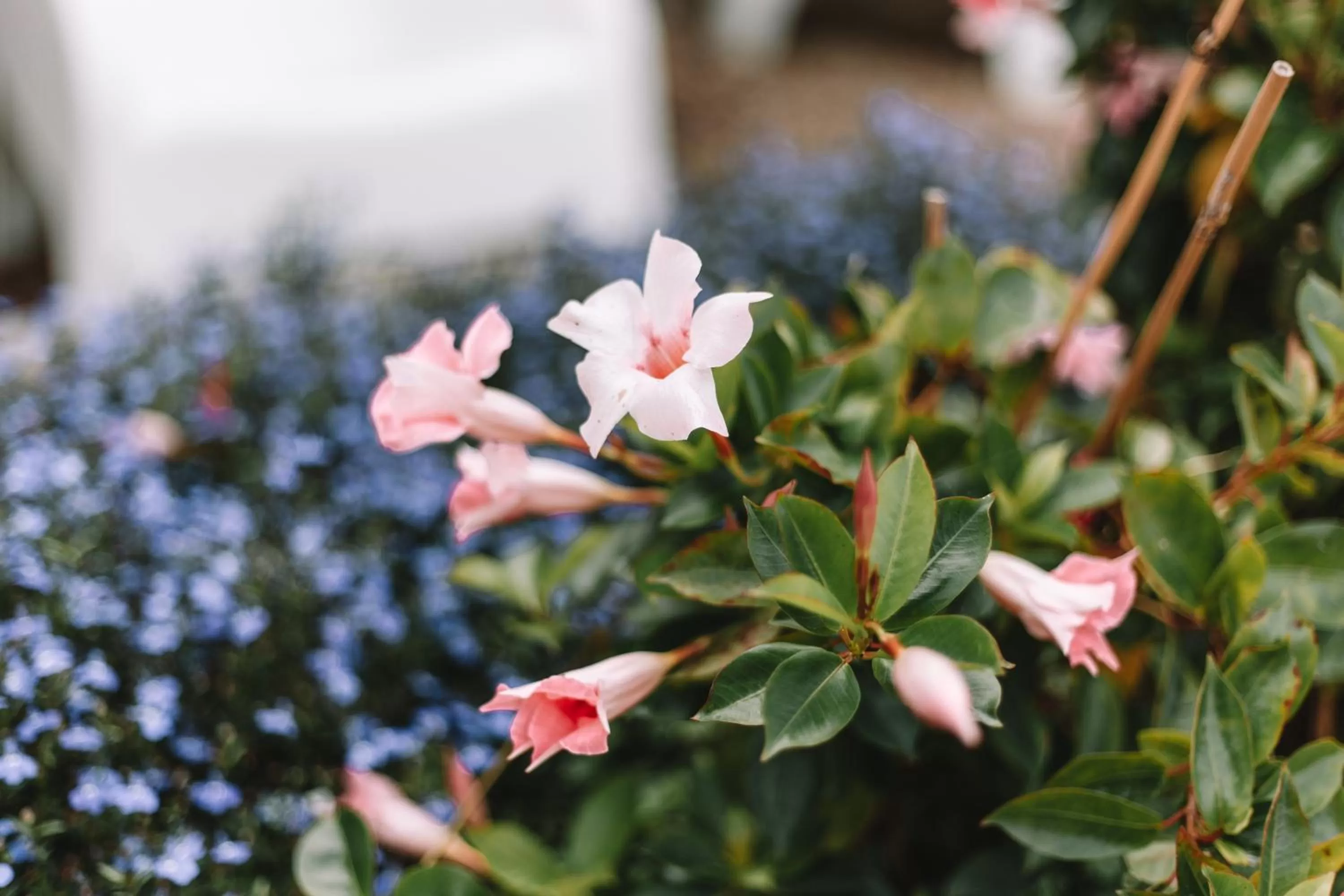 Garden in Harlingen Staete B&B Boutique hotel