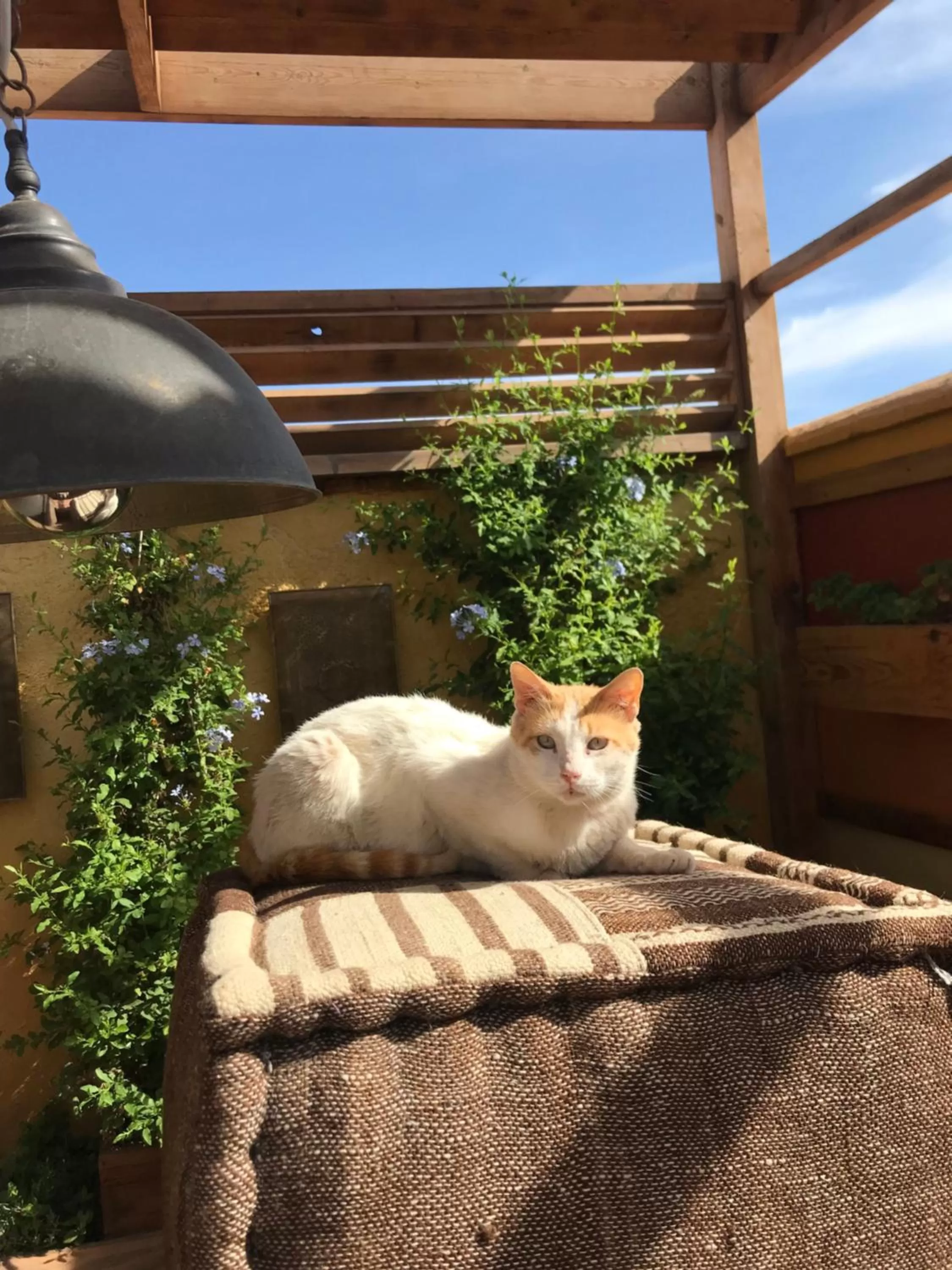 Balcony/Terrace, Pets in Riad Al Ibtikar