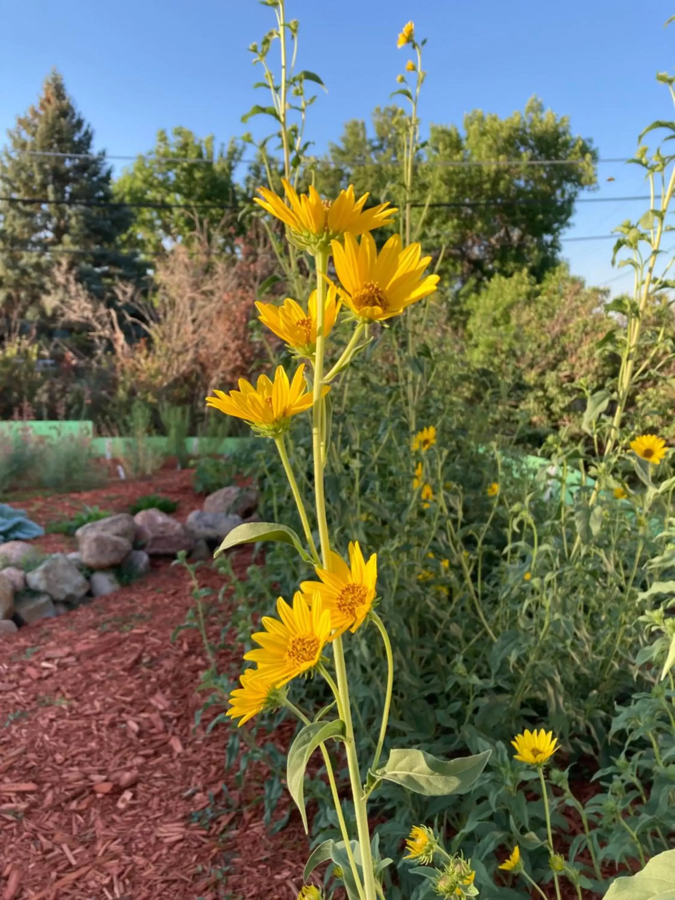 Garden in The Oasis on Eisenhower