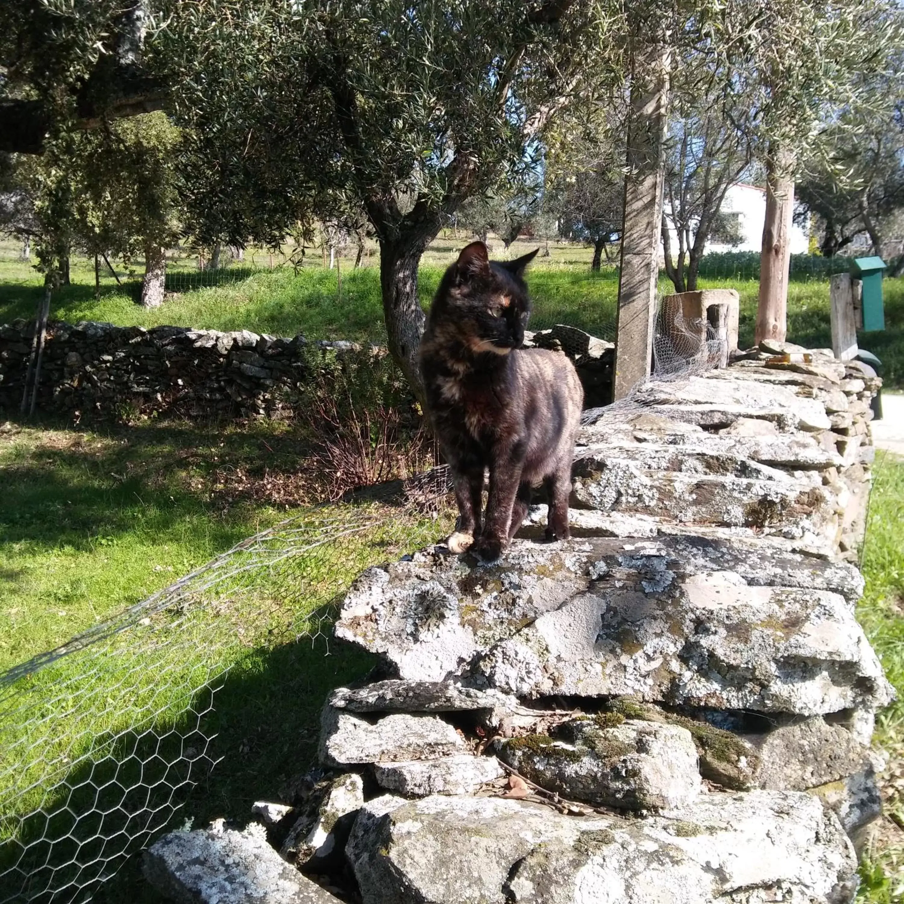 Property building, Other Animals in La Cabaña Romantica de Llano