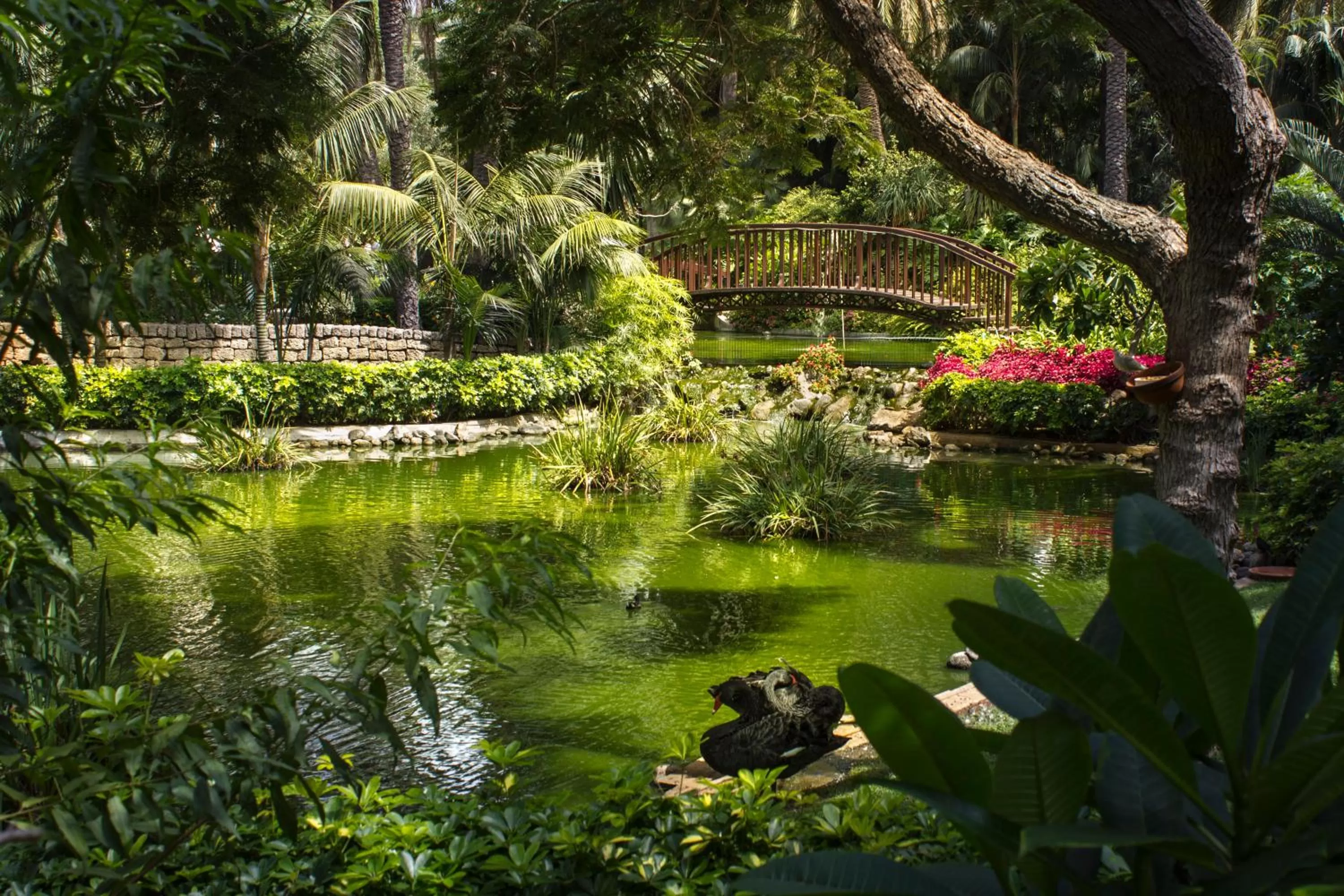 Garden in Hotel Botanico y Oriental Spa Garden