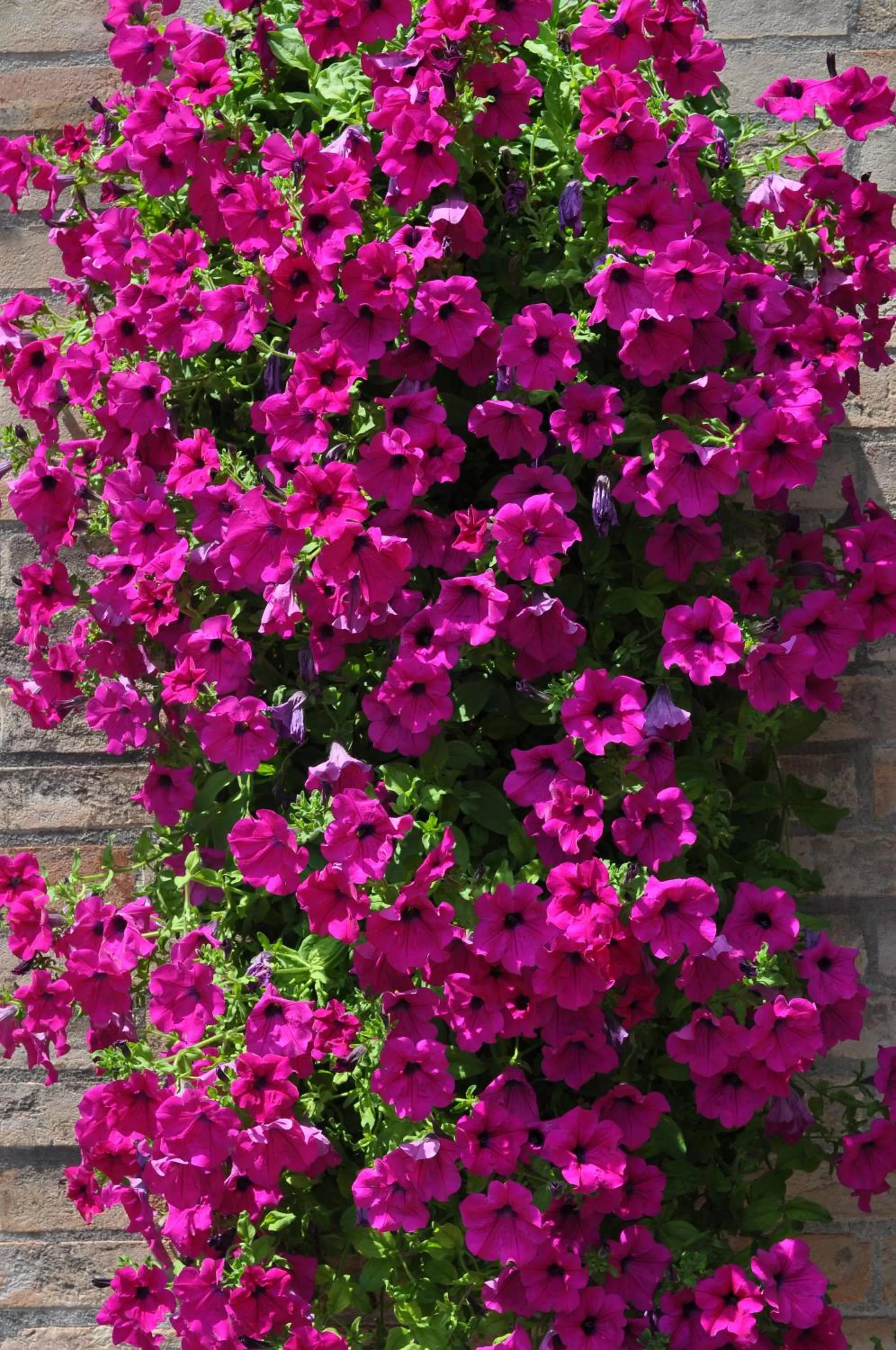 Garden in Hotel Igea