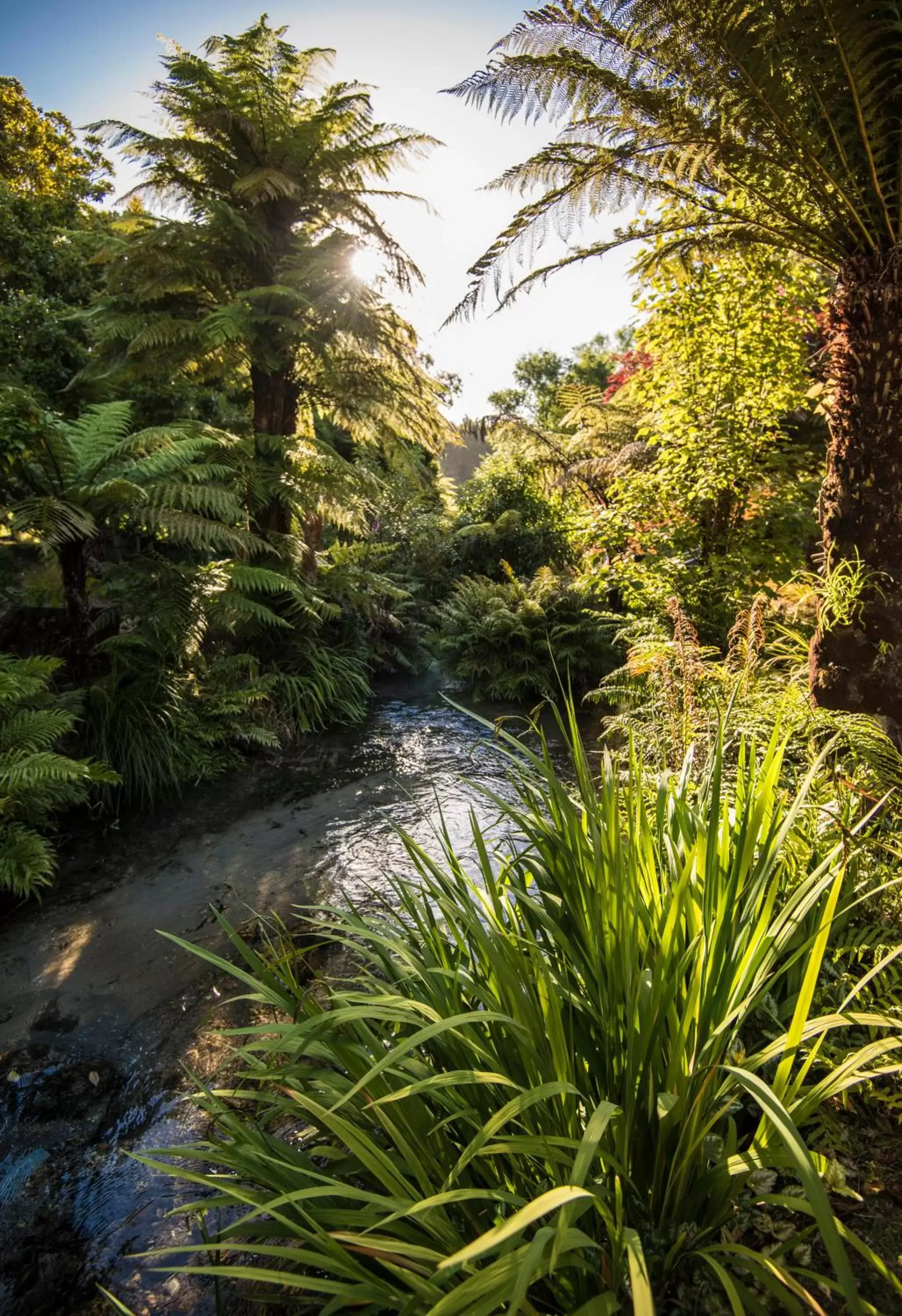 Garden in Best Western Braeside Rotorua