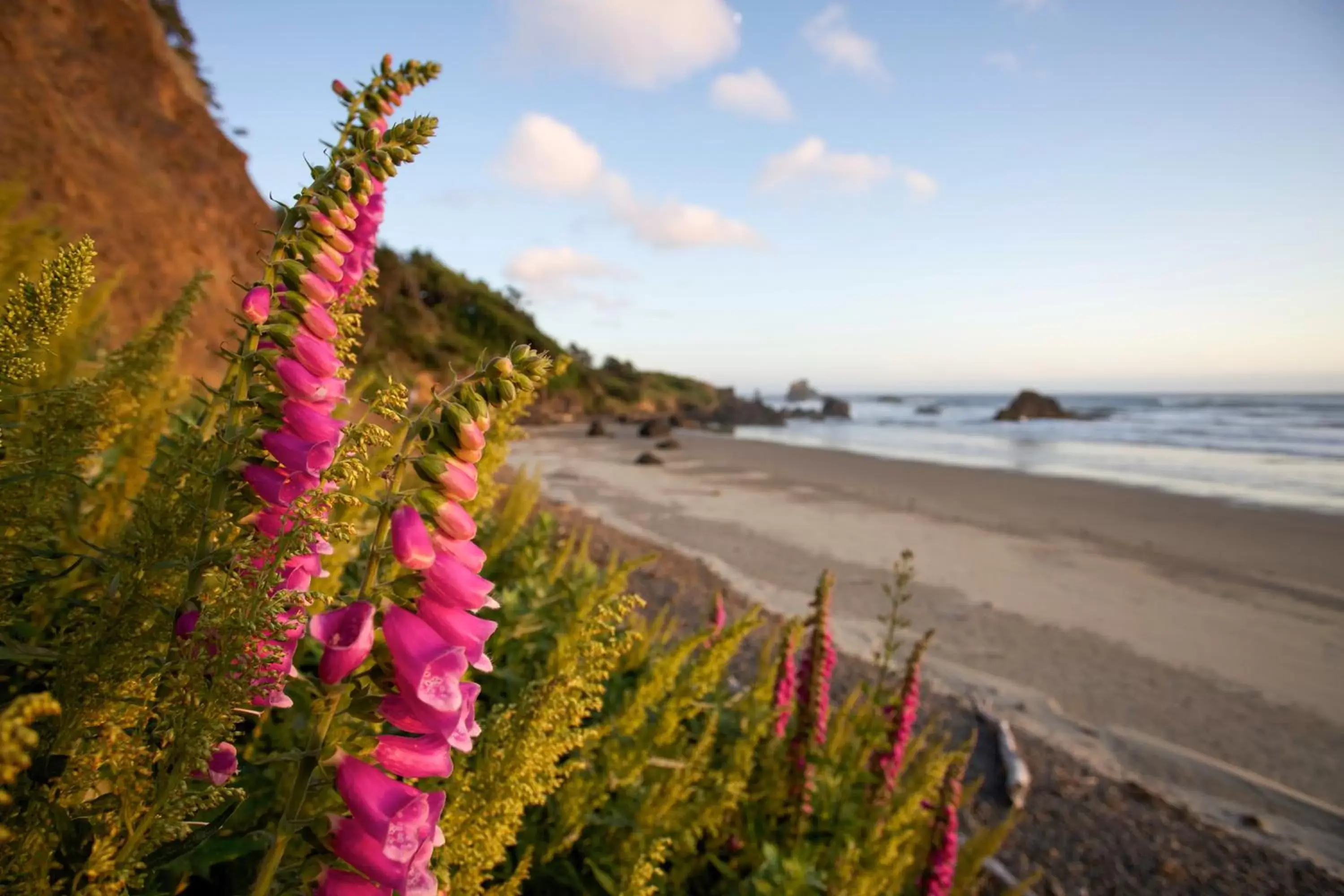 Beach in Inn at Cannon Beach