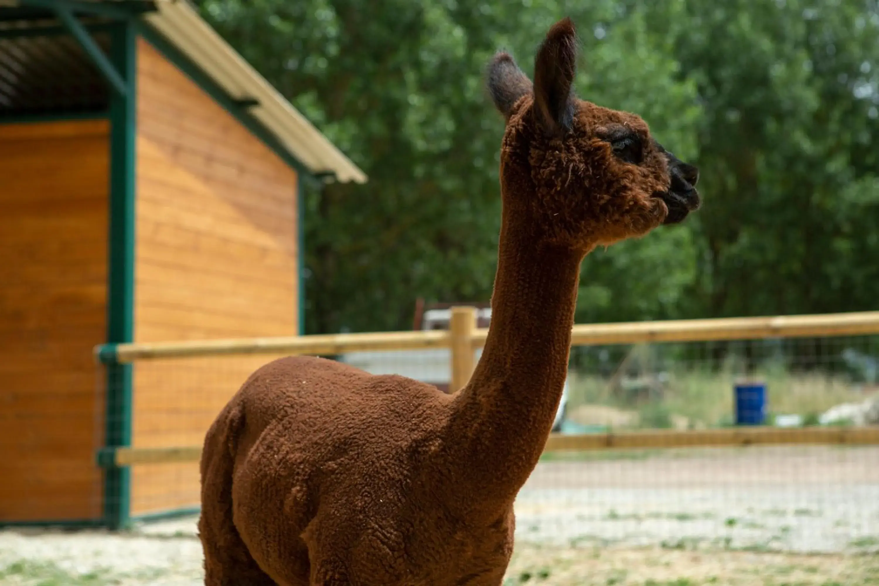 Other Animals in Hotel Le Capanne