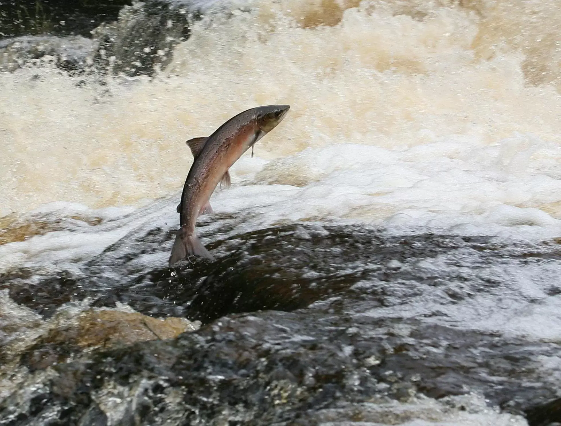 Natural landscape, Other Animals in Forss House