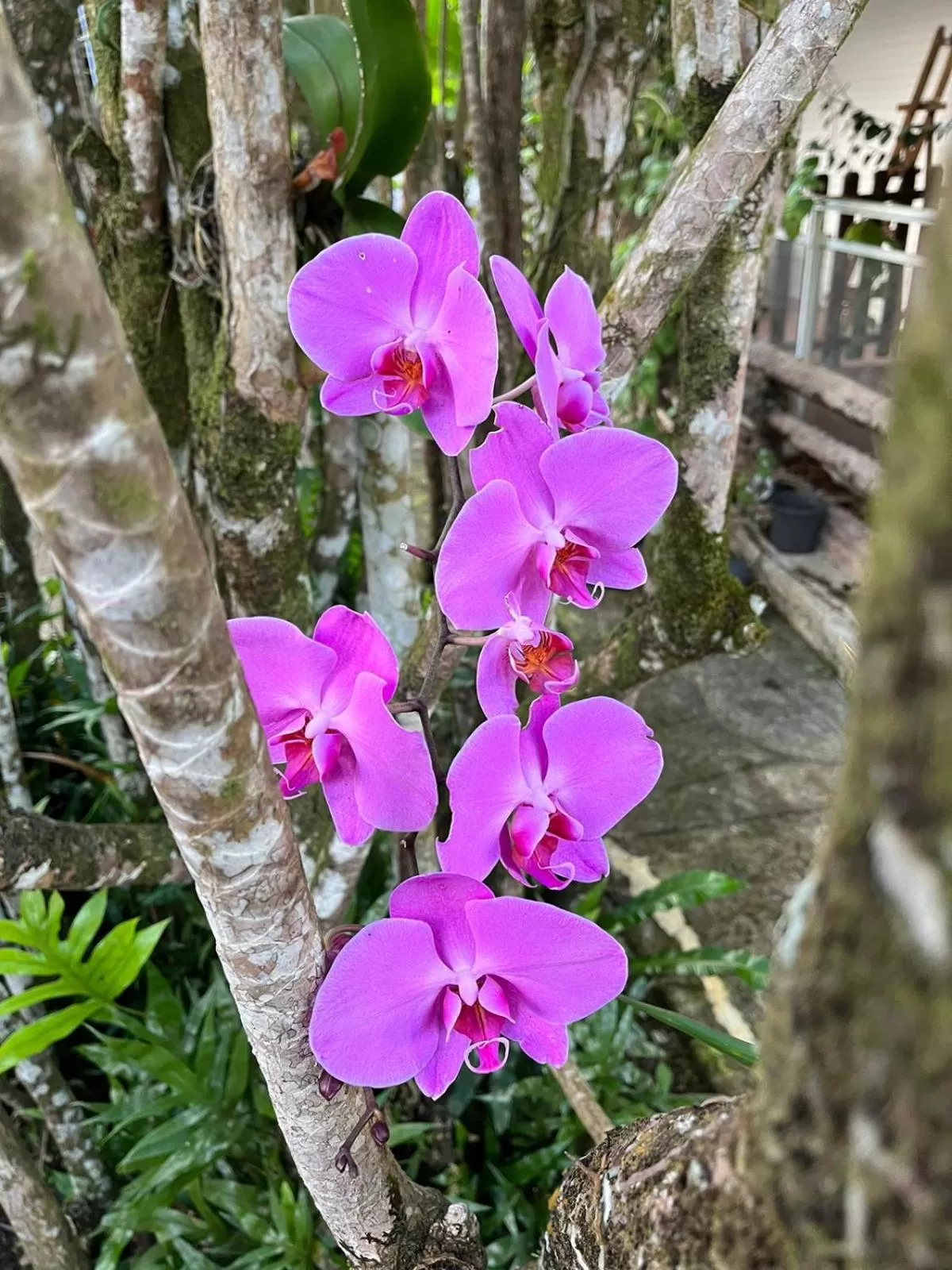 Garden in Les Gîtes de la Lézarde