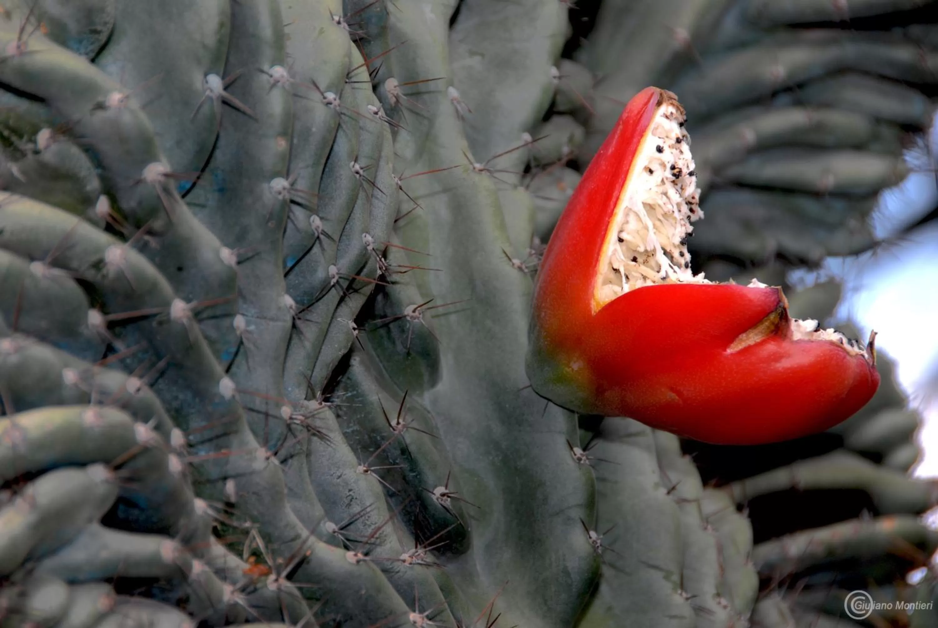 Garden in Villa Ravino Aparthotel