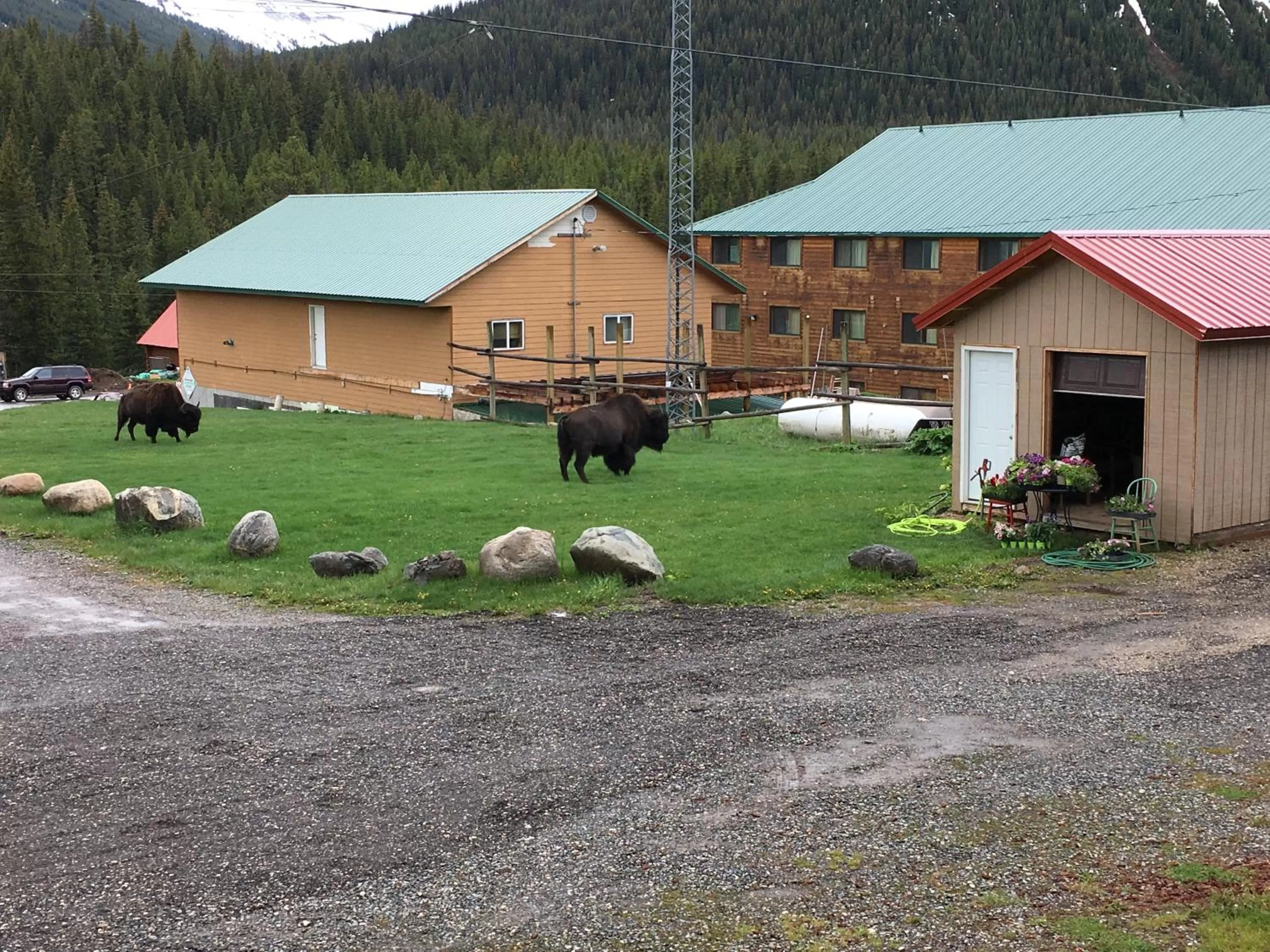 Animals in Antlers Lodge