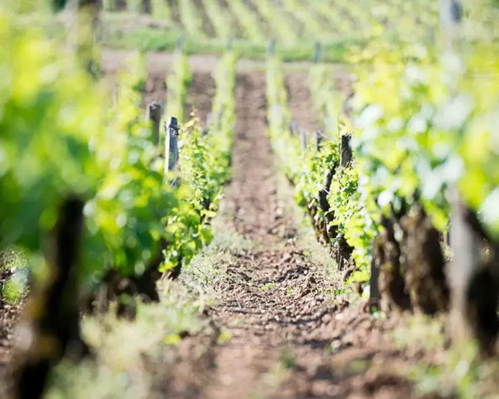 Natural landscape in B&B HOTEL BEAUNE Nord