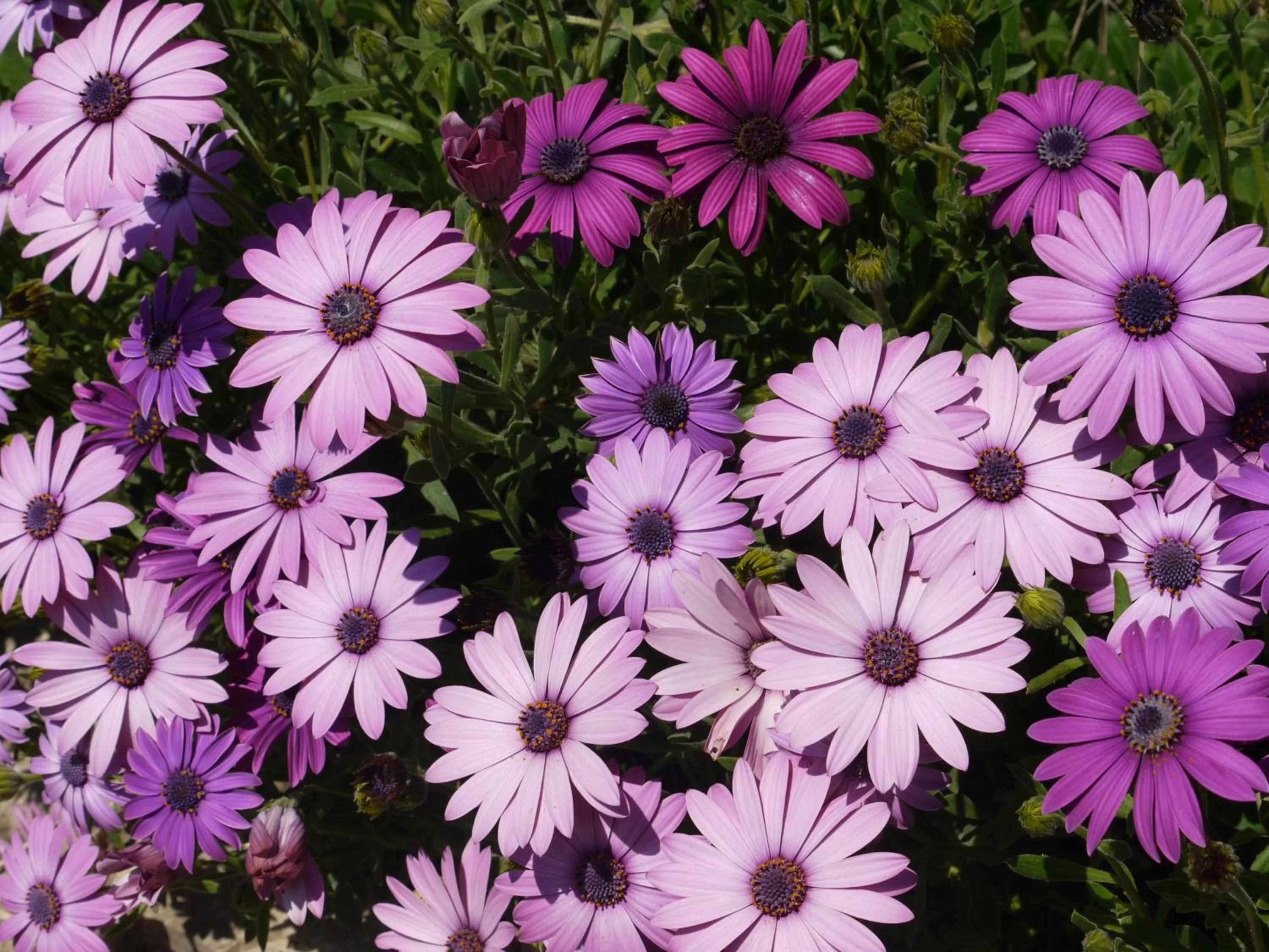 Other in Mas des Marguerites