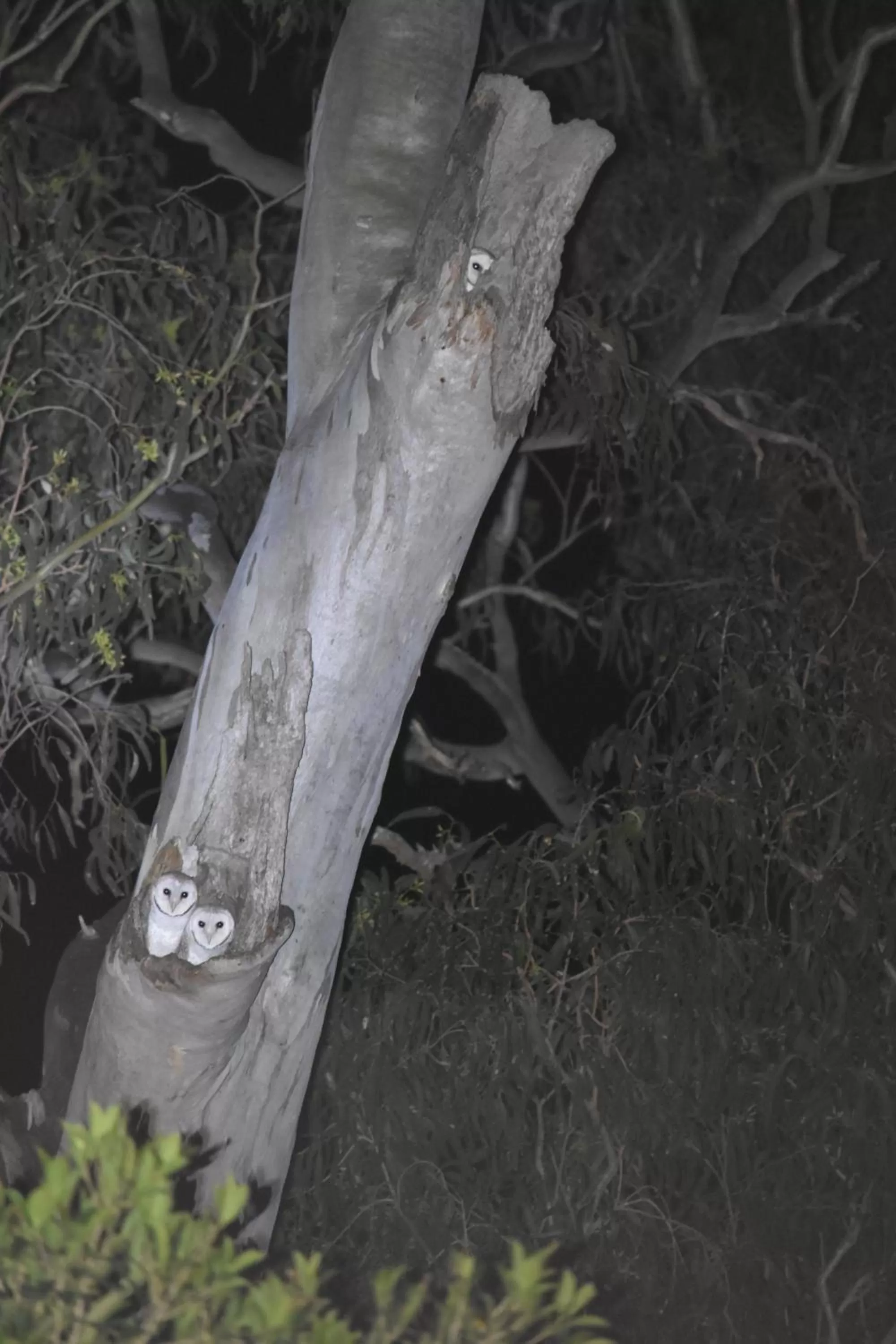 Animals in Mapleton Springs