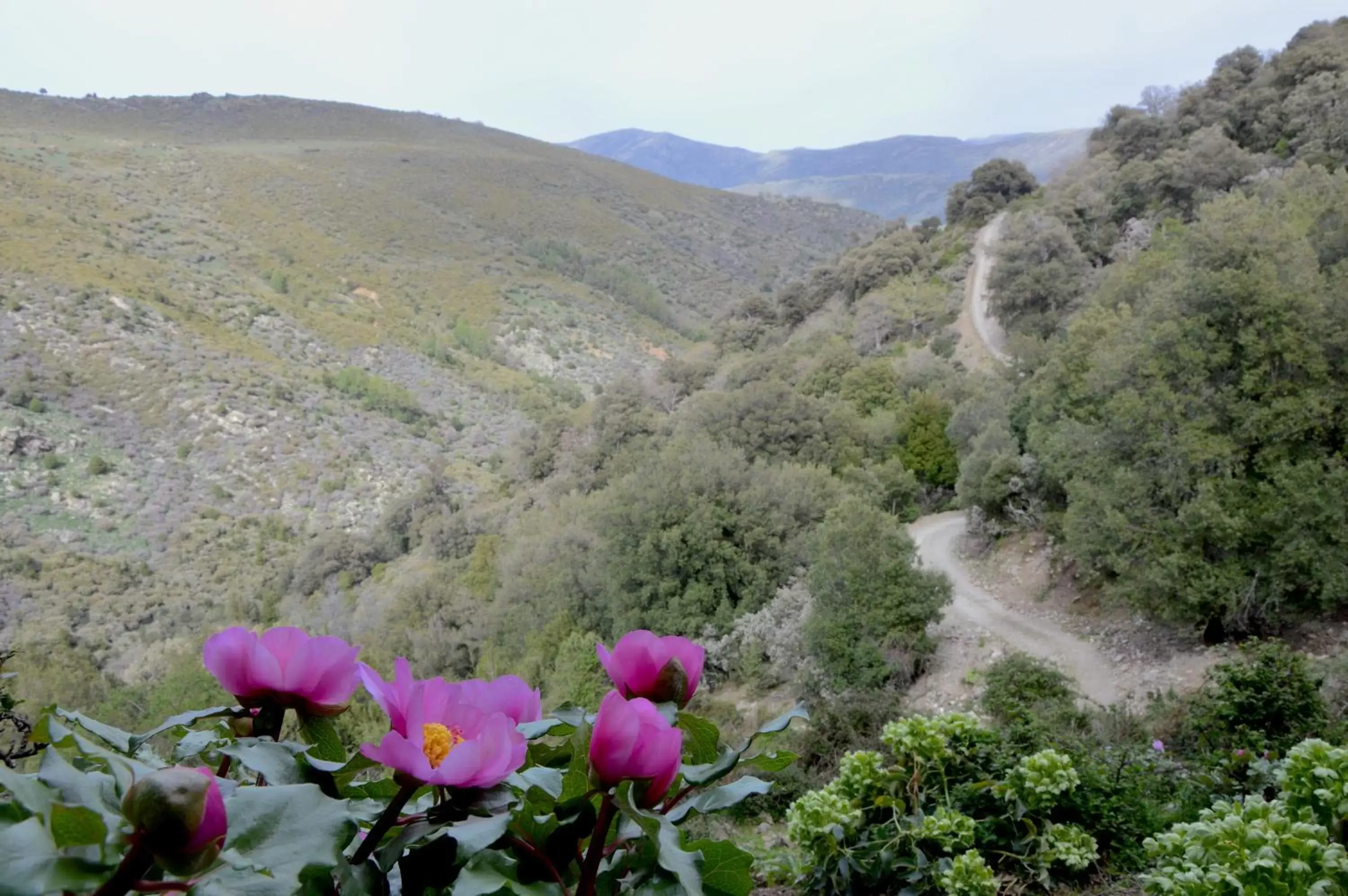 Spring, Mountain View in B&B La Genziana