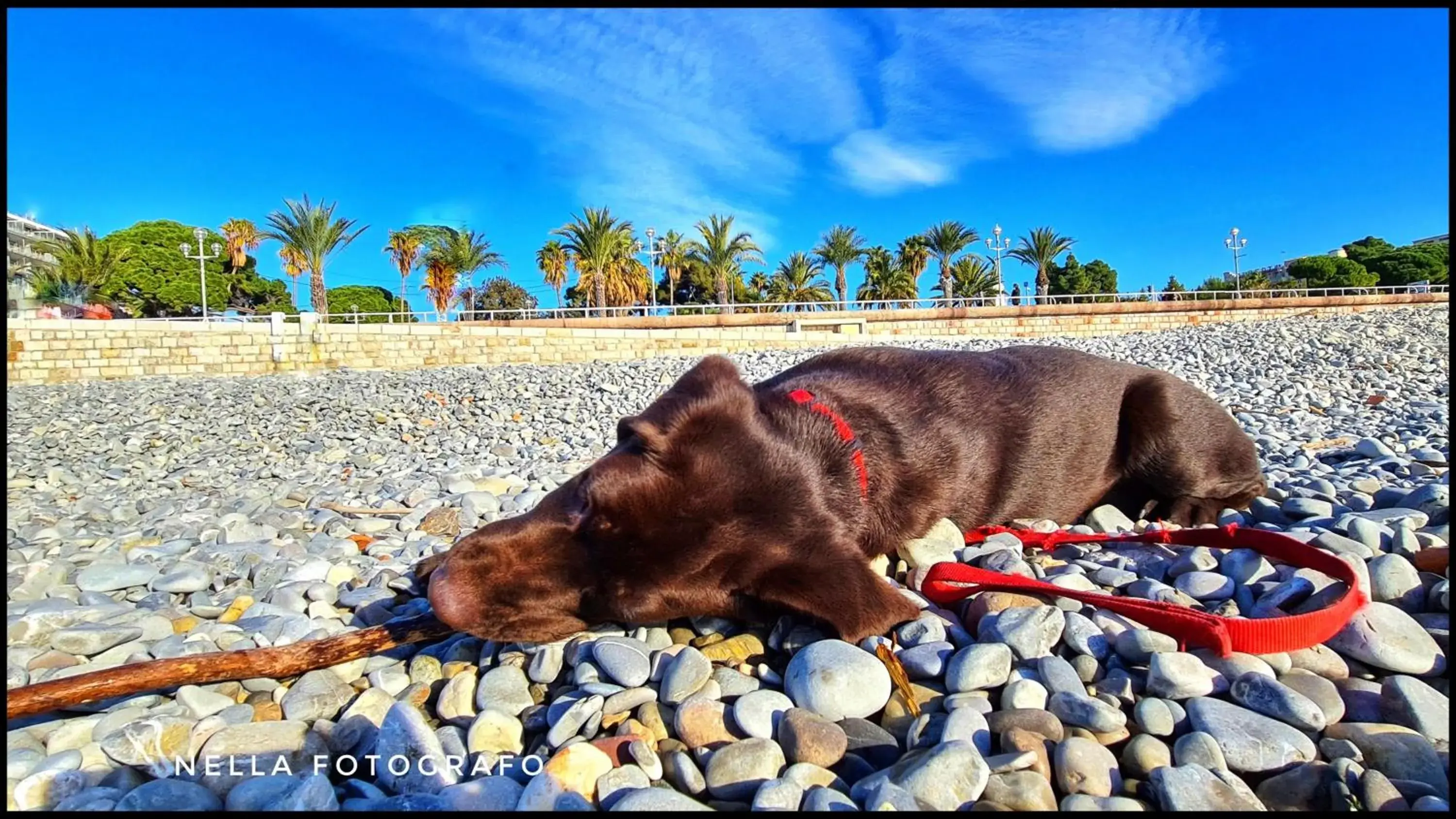 Beach, Pets in Hotel Le Petit Trianon