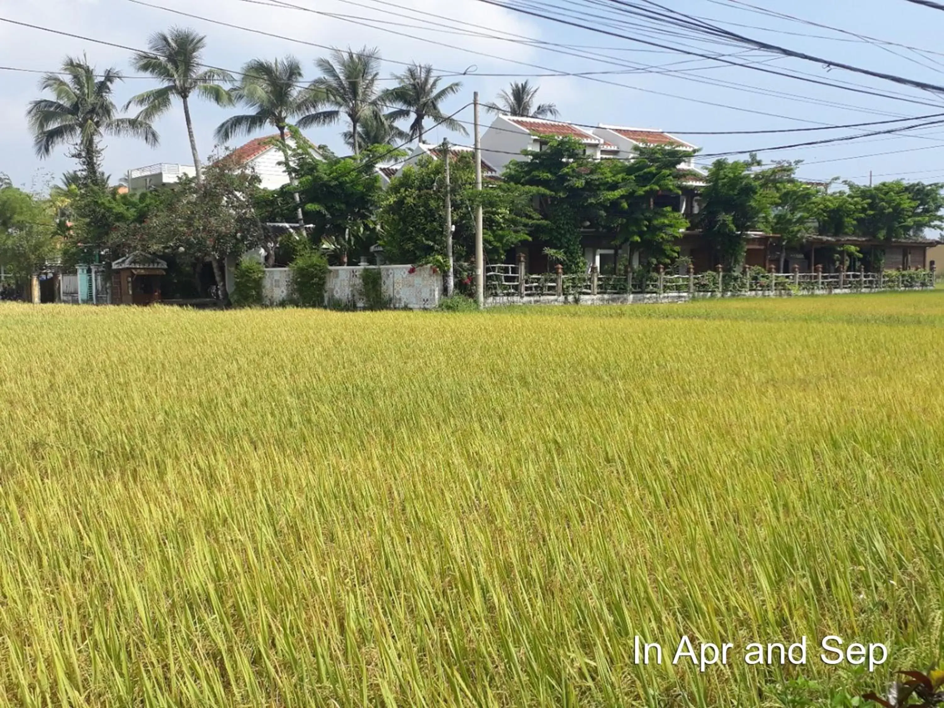 Landmark view in Hoi An Chic - Green Retreat