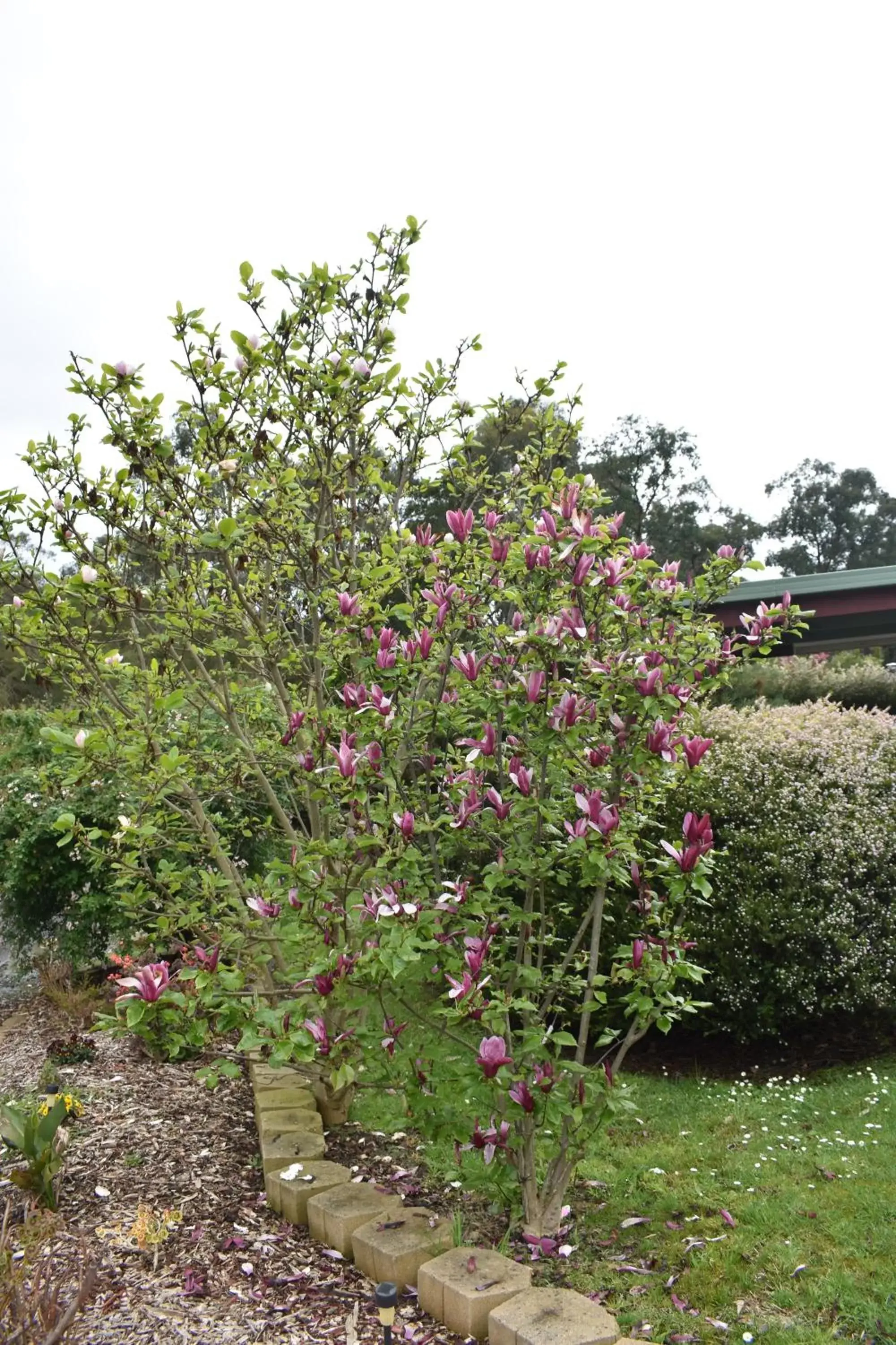 Garden in Sanctuary House Resort Motel