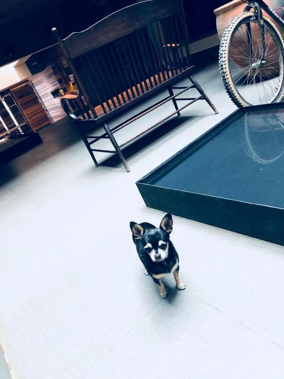 Pets in Hotel Helverica