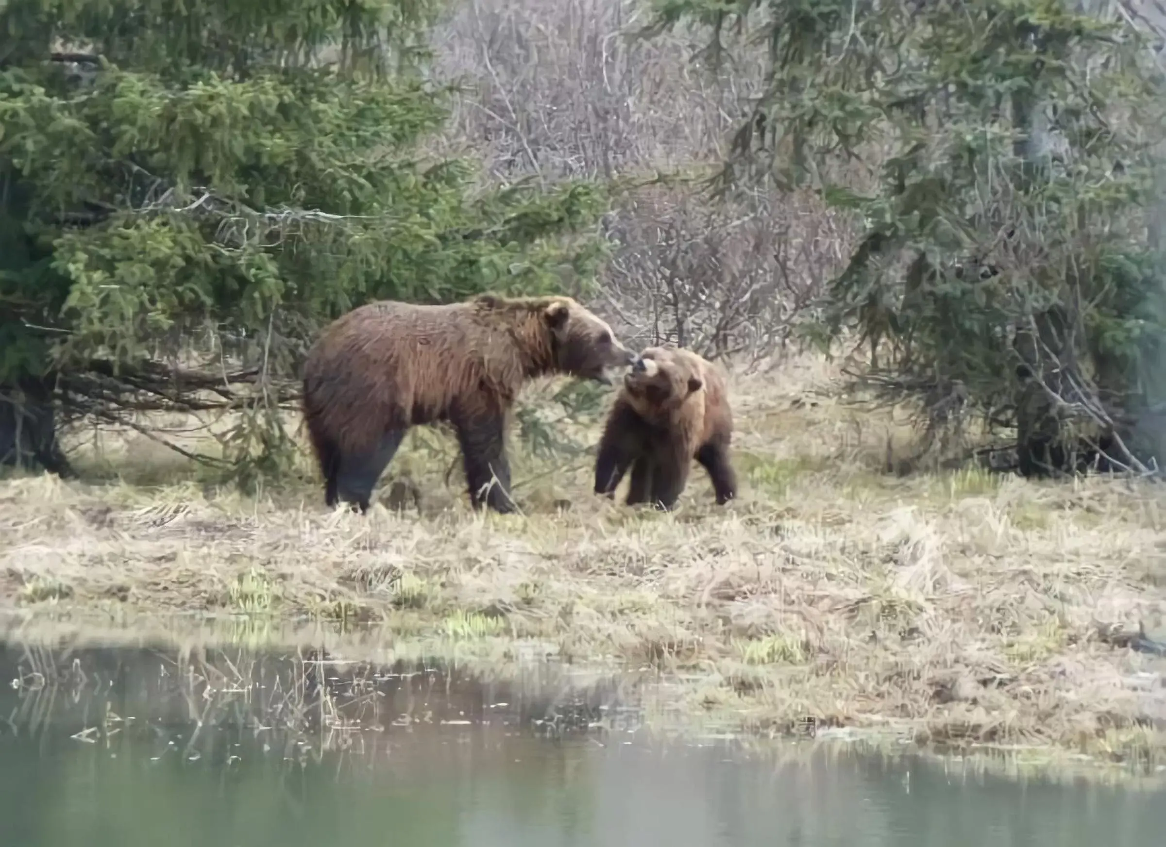 Other Animals in Alaska Grizzly Lodge