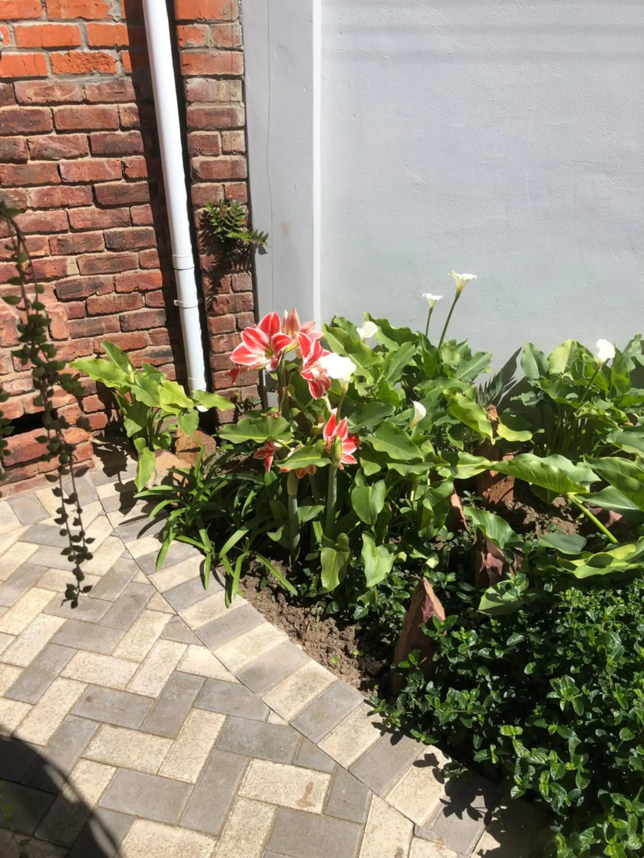 Garden in Le Blue Guesthouse