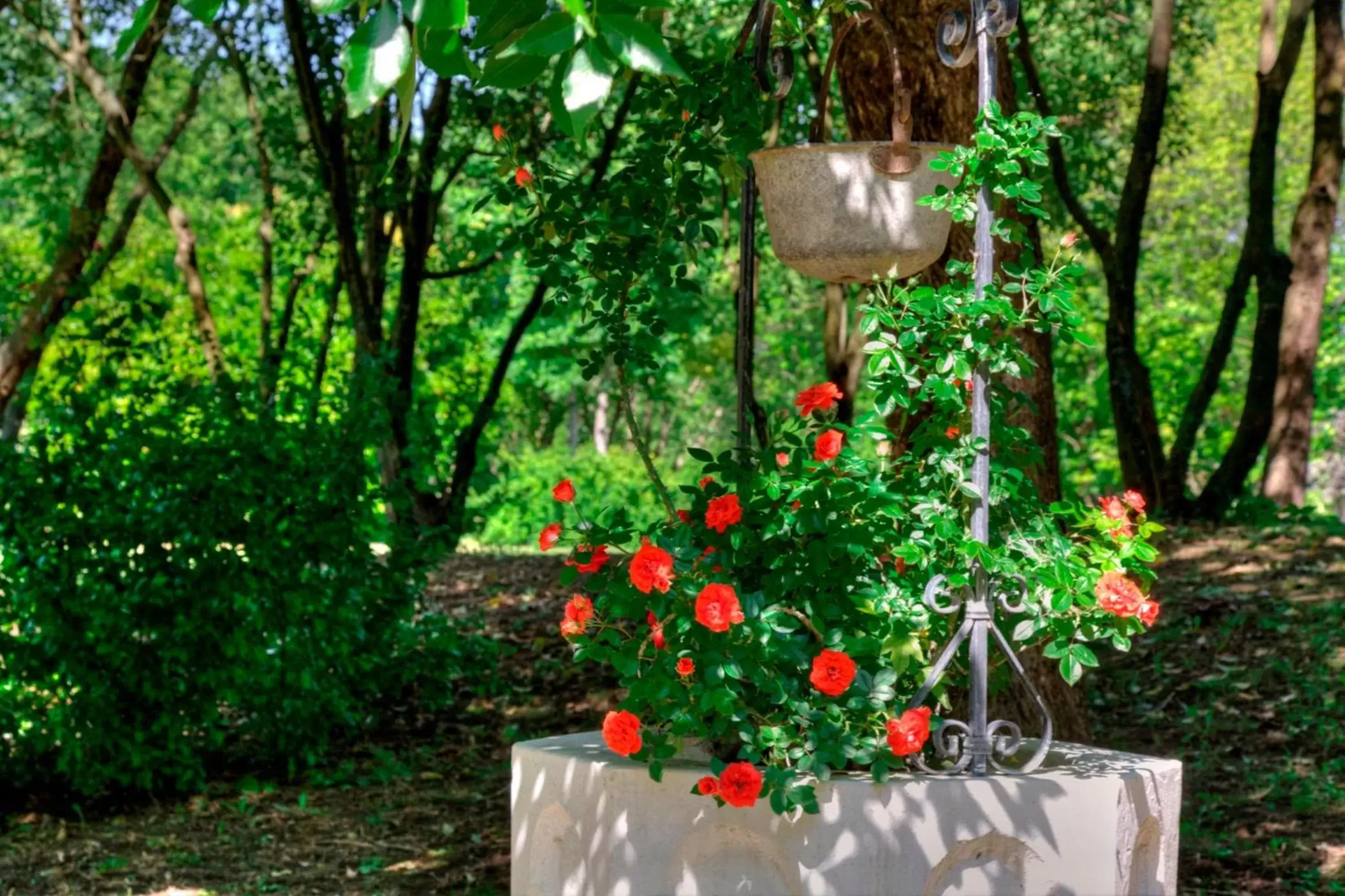 Garden in Park Hotel Junior