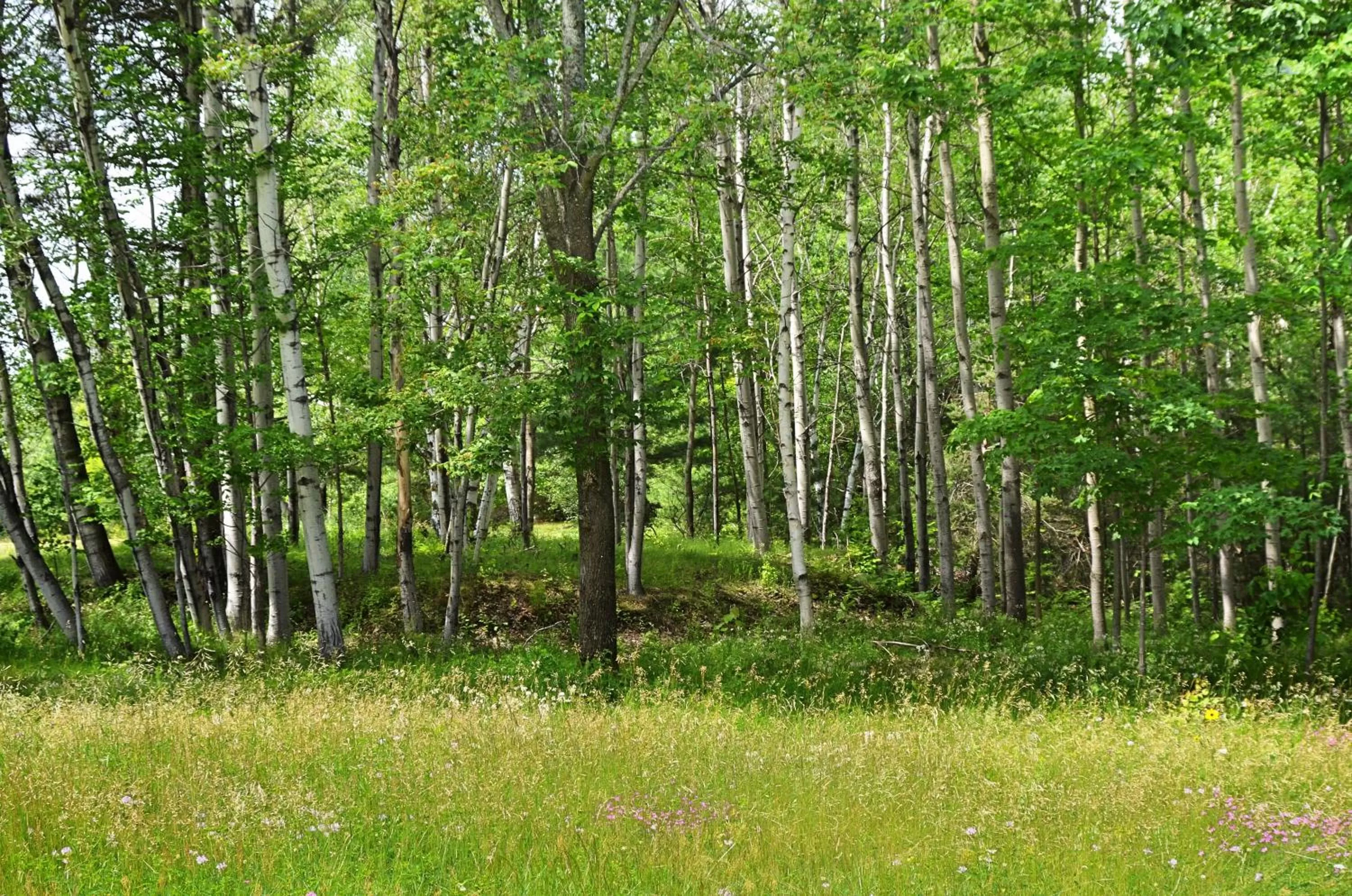 Garden in Hungry Trout Resort