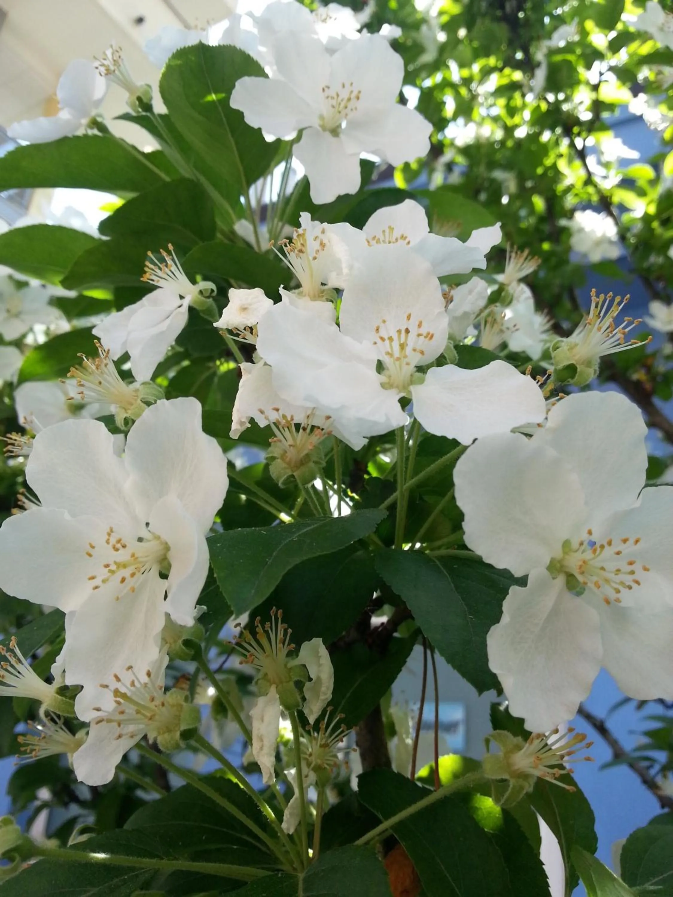 Spring in Il Girasole High Quality Inn