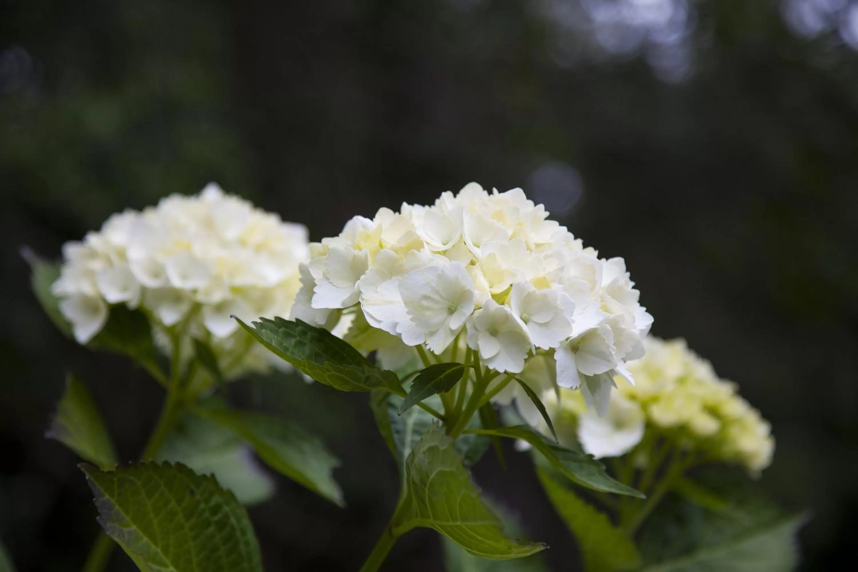 Garden in Hotel Antumalal