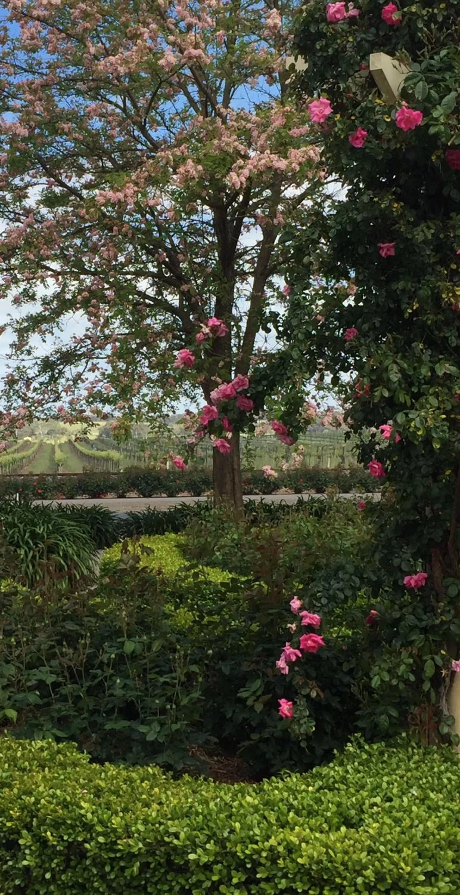 Garden view in Barossa House