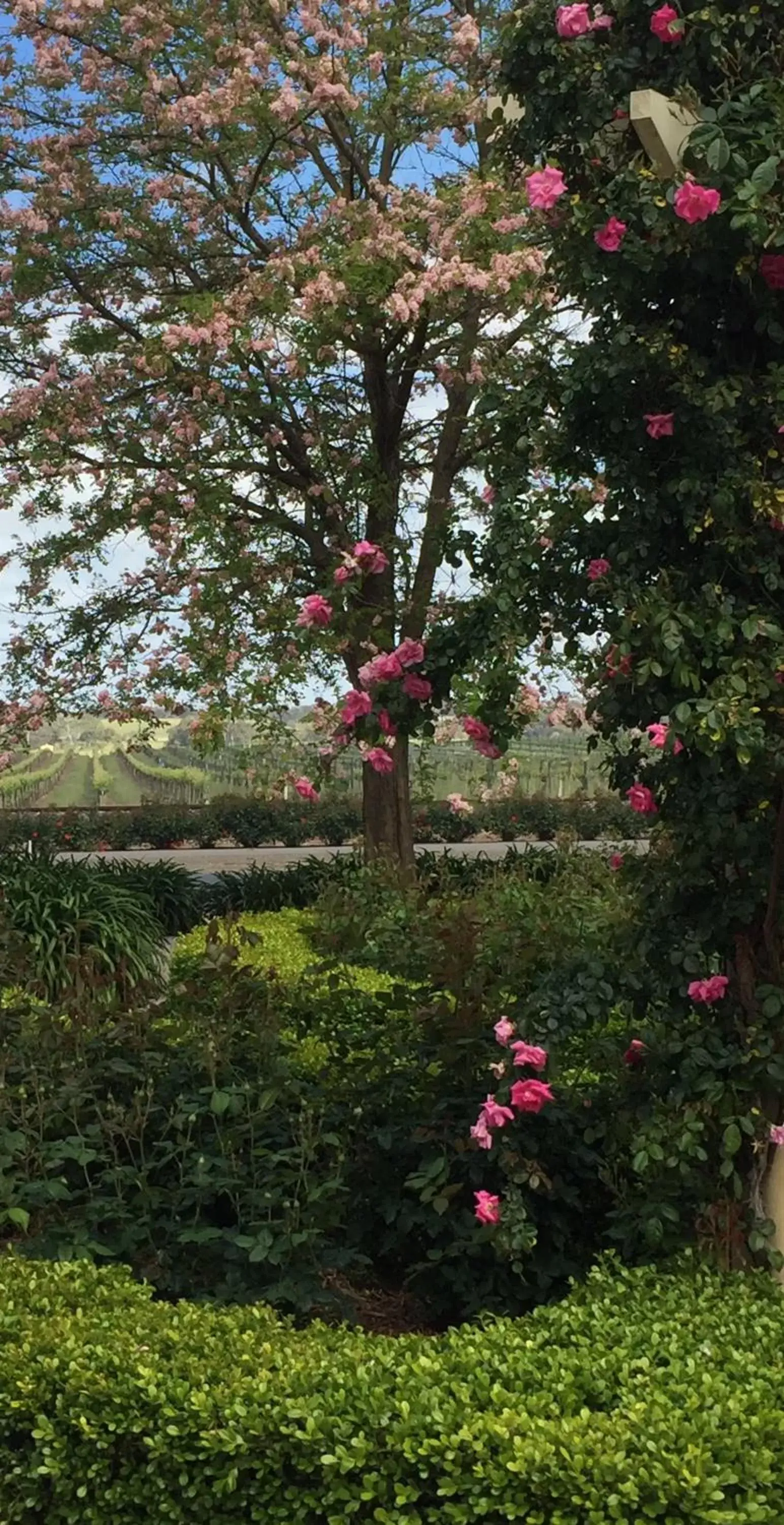 Garden view in Barossa House Garden view in Barossa House