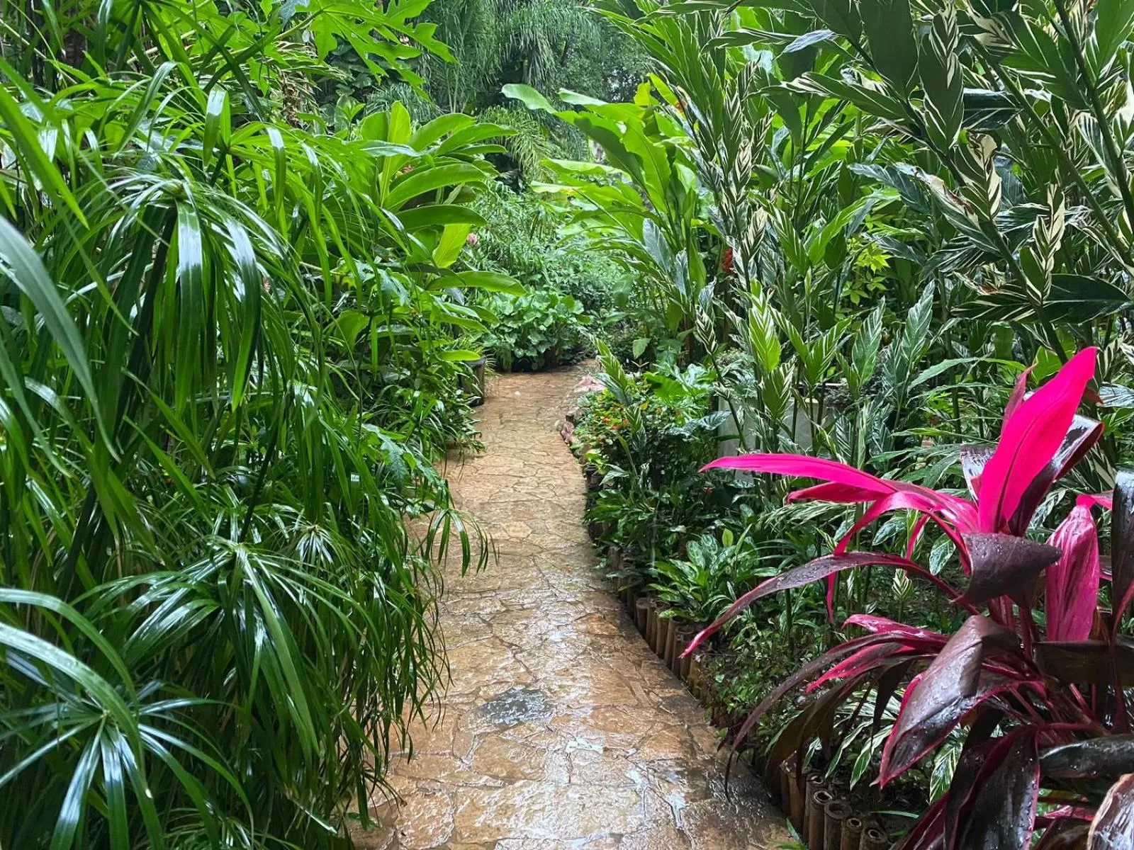 Garden view in Hotel La Ceiba